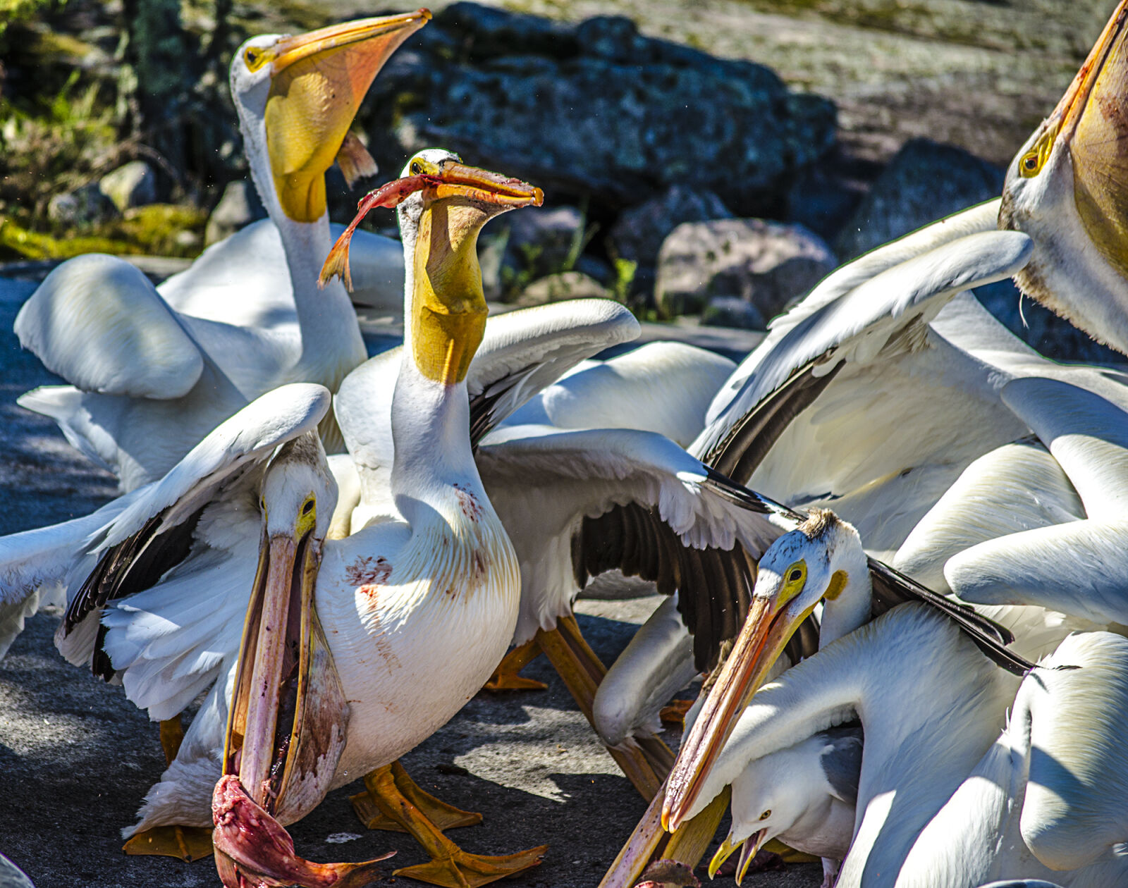 Nikon D5100 sample photo. Fish, lake, lake, of photography