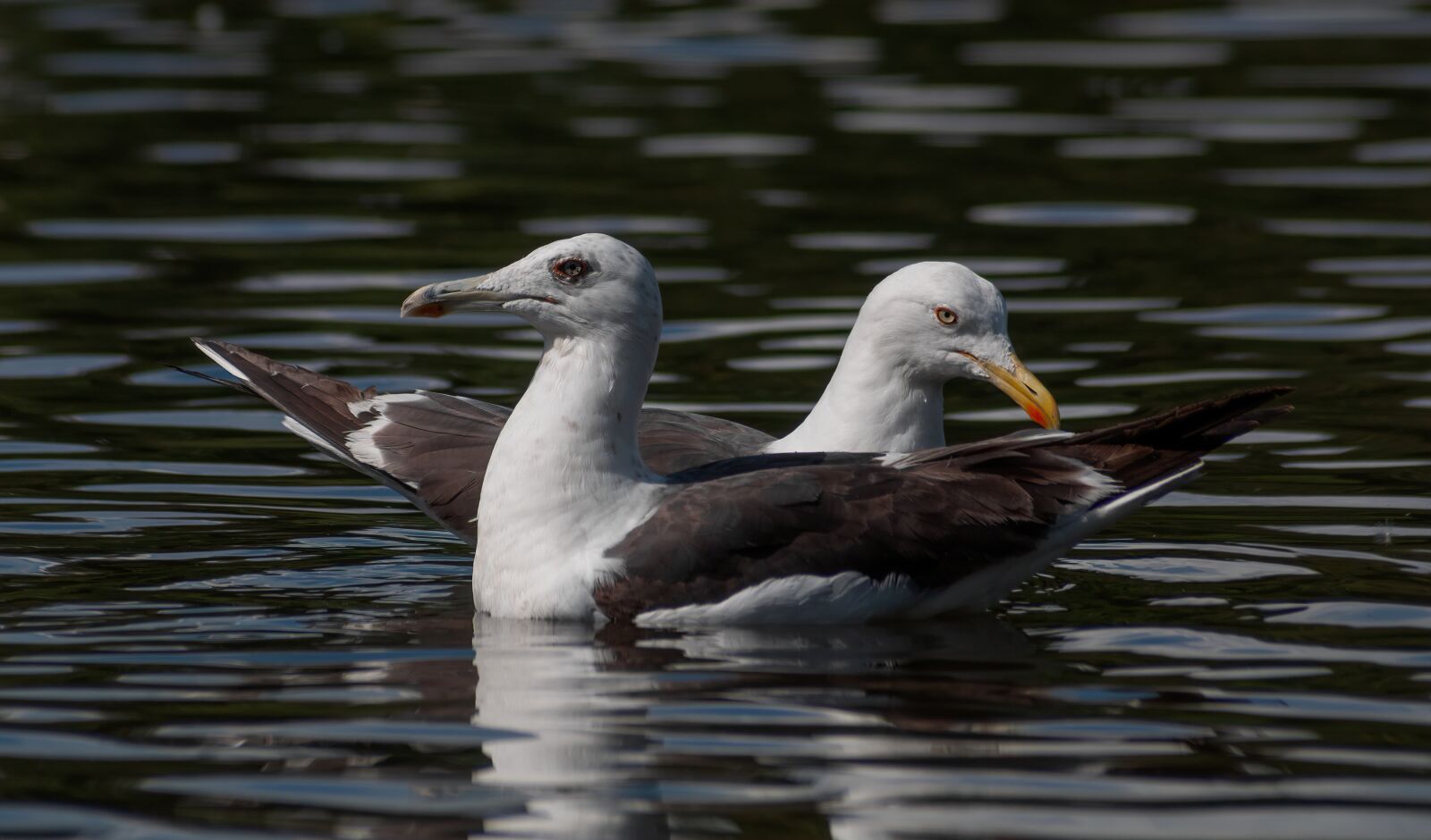 Nikon D90 sample photo. Seagull, bird, freedom photography