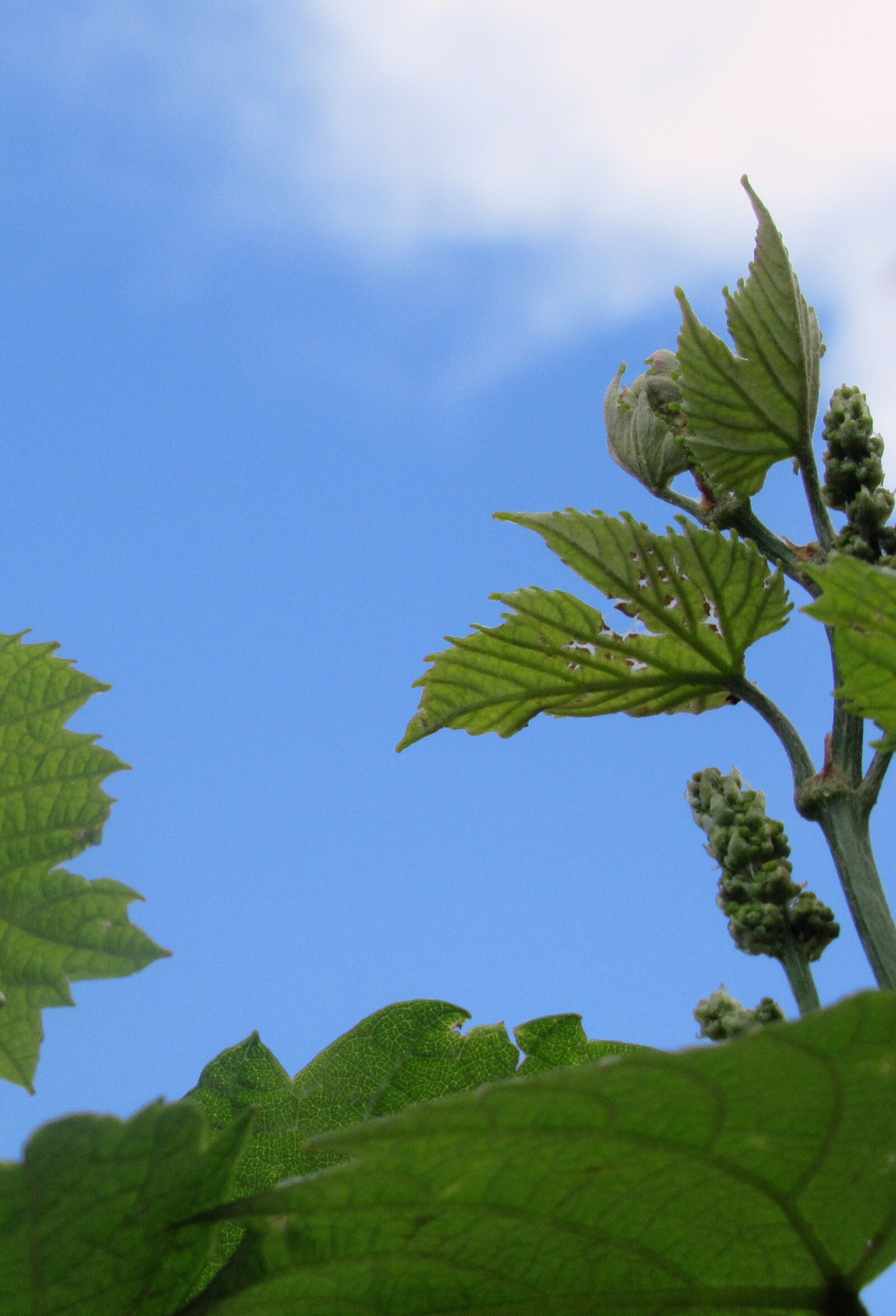 Canon PowerShot SX620 HS sample photo. Grape, foliage, plant photography