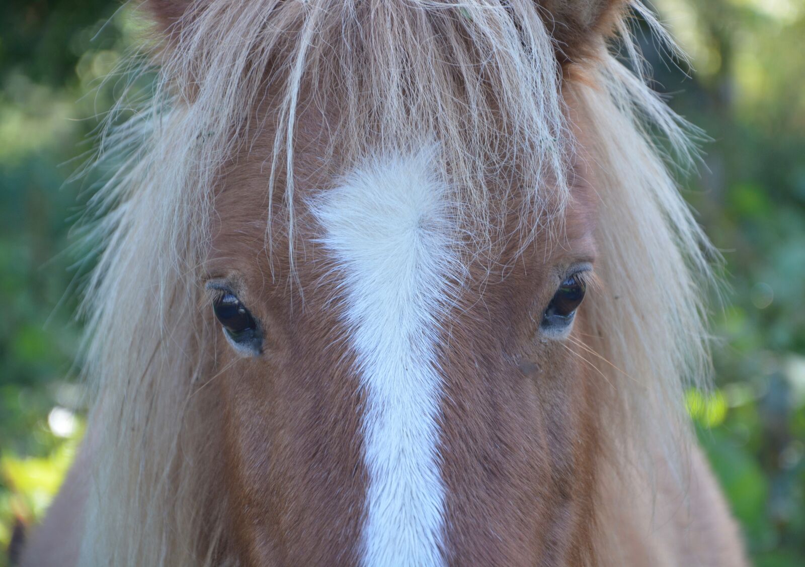 Nikon D5200 sample photo. Shetland pony, small horse photography