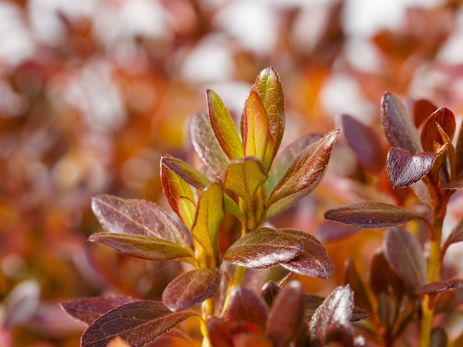 Olympus M.Zuiko Digital ED 60mm F2.8 Macro sample photo. Fall colors, autumn leaves photography