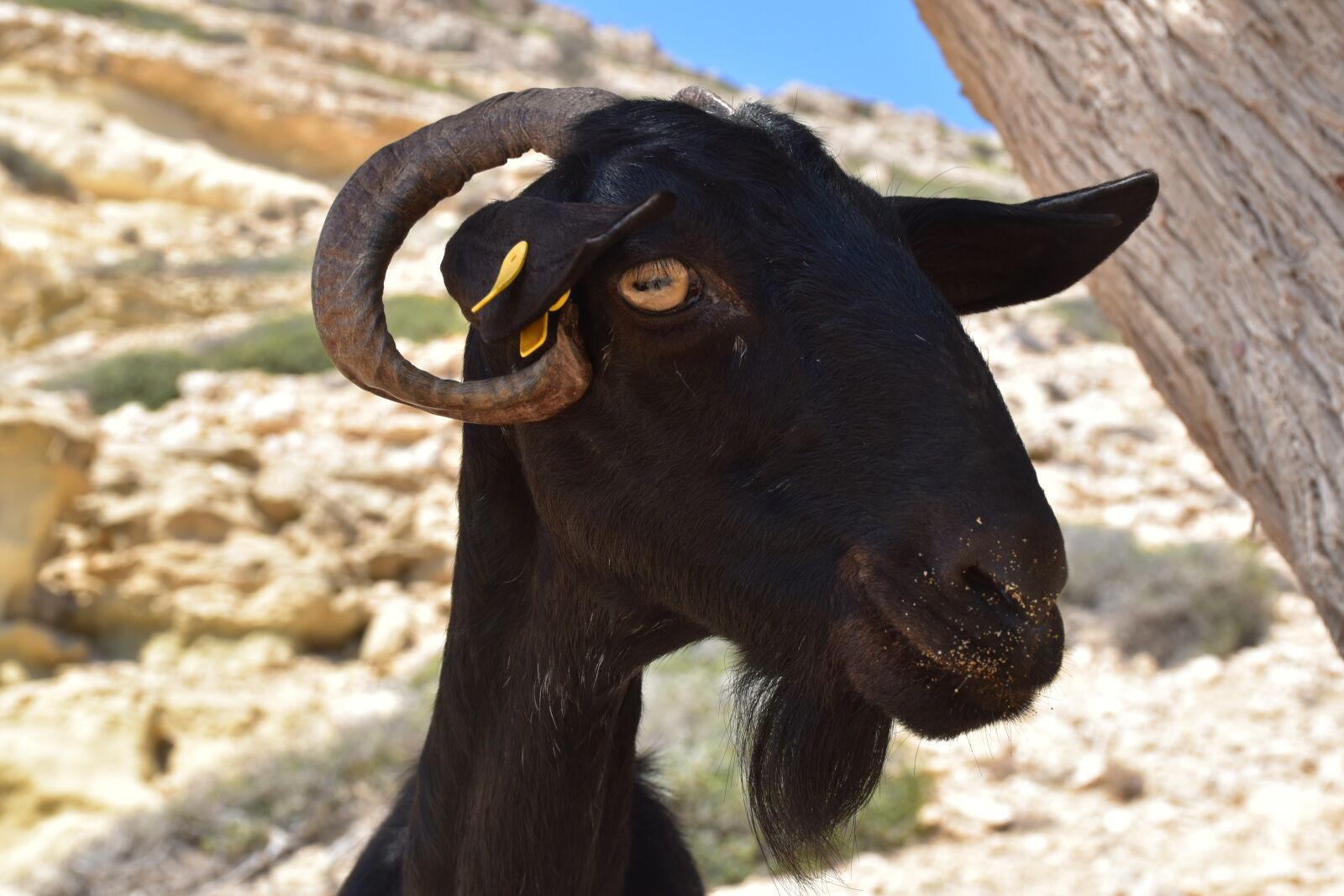 Nikon D5500 sample photo. Goat, black, animal world photography
