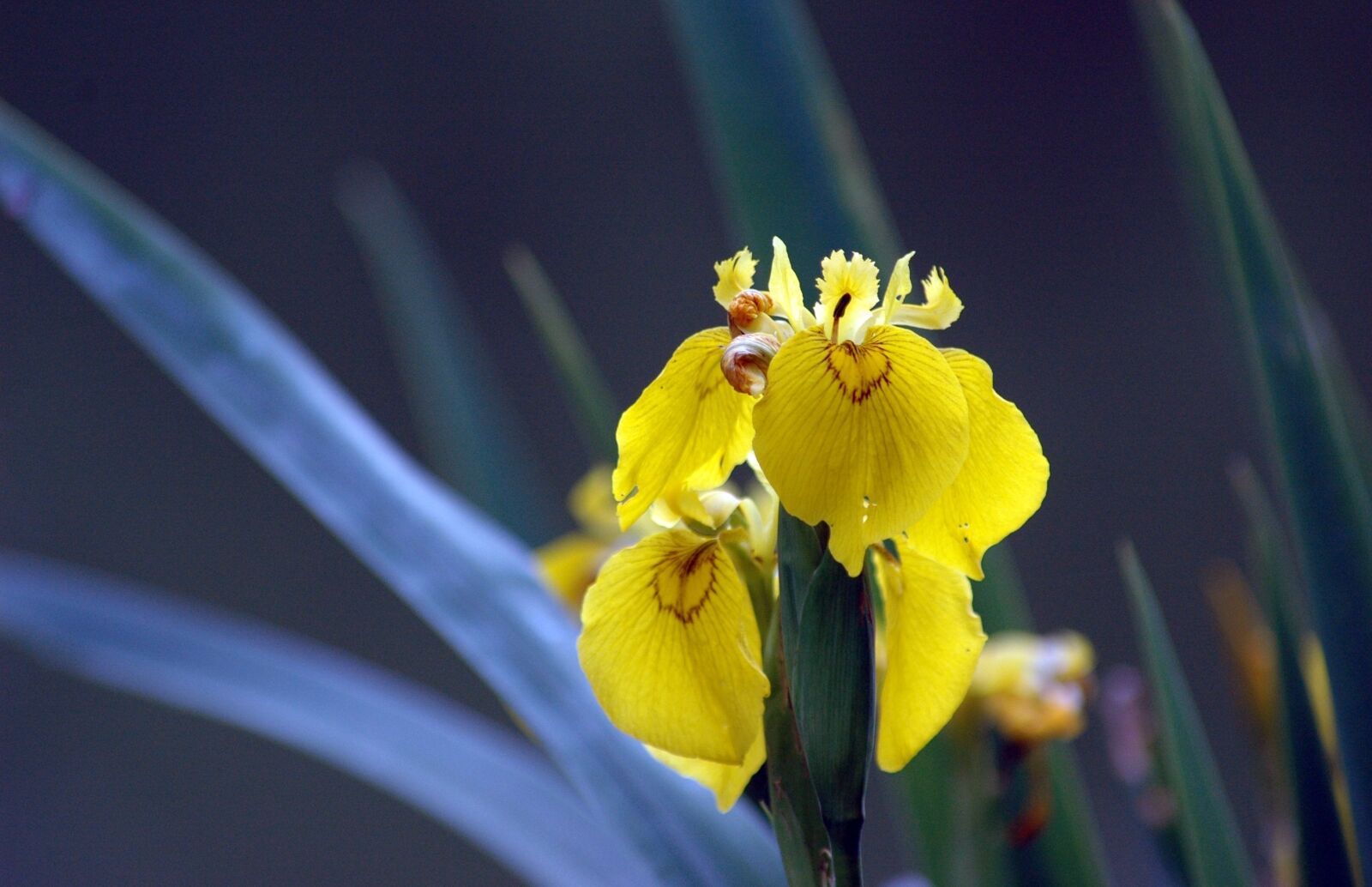 Nikon D70s sample photo. Iris, flower, yellow photography