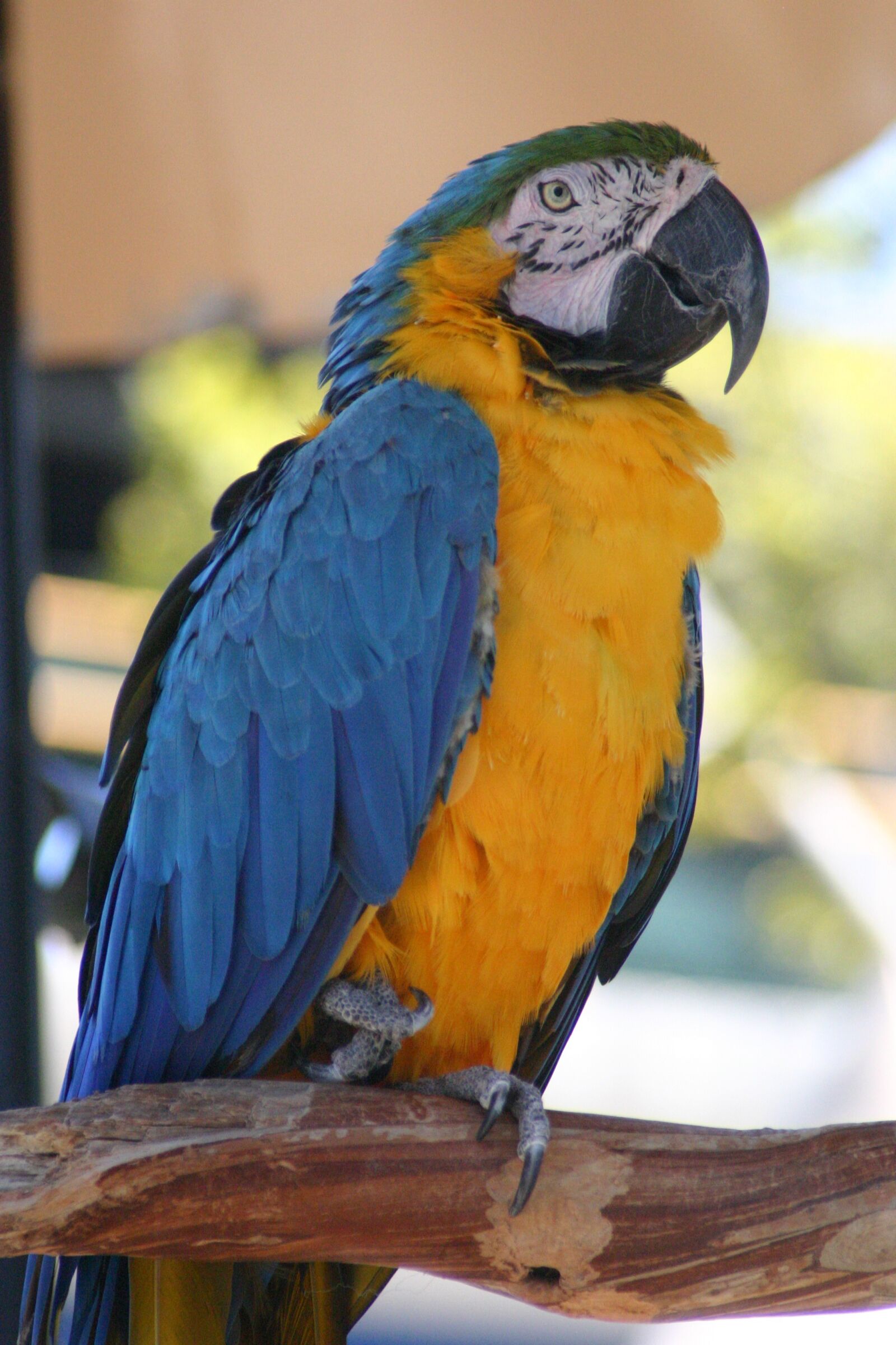 Canon EOS 300D (EOS Digital Rebel / EOS Kiss Digital) sample photo. Parrot, bird, colorful photography