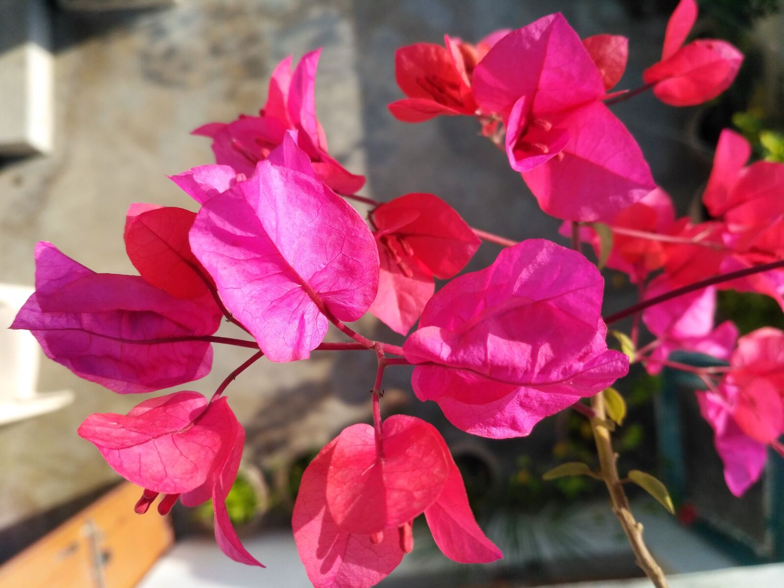 Xiaomi Redmi 3S sample photo
