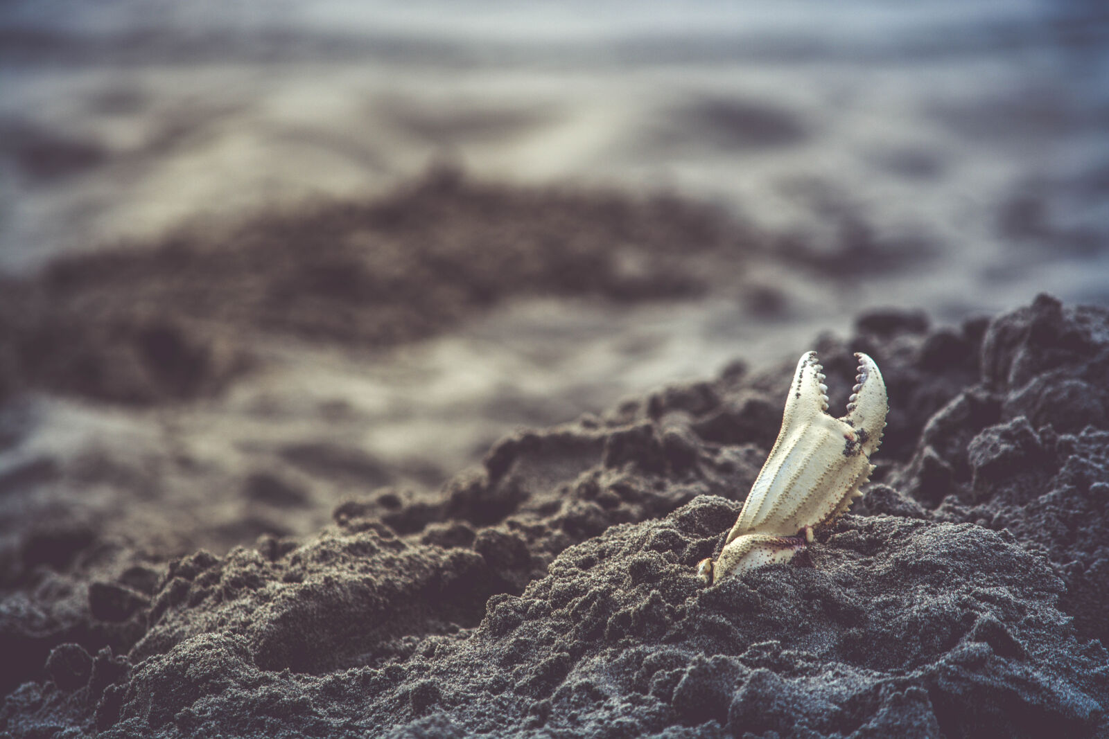 Nikon D5200 sample photo. Beach, burried, claw, landscape photography