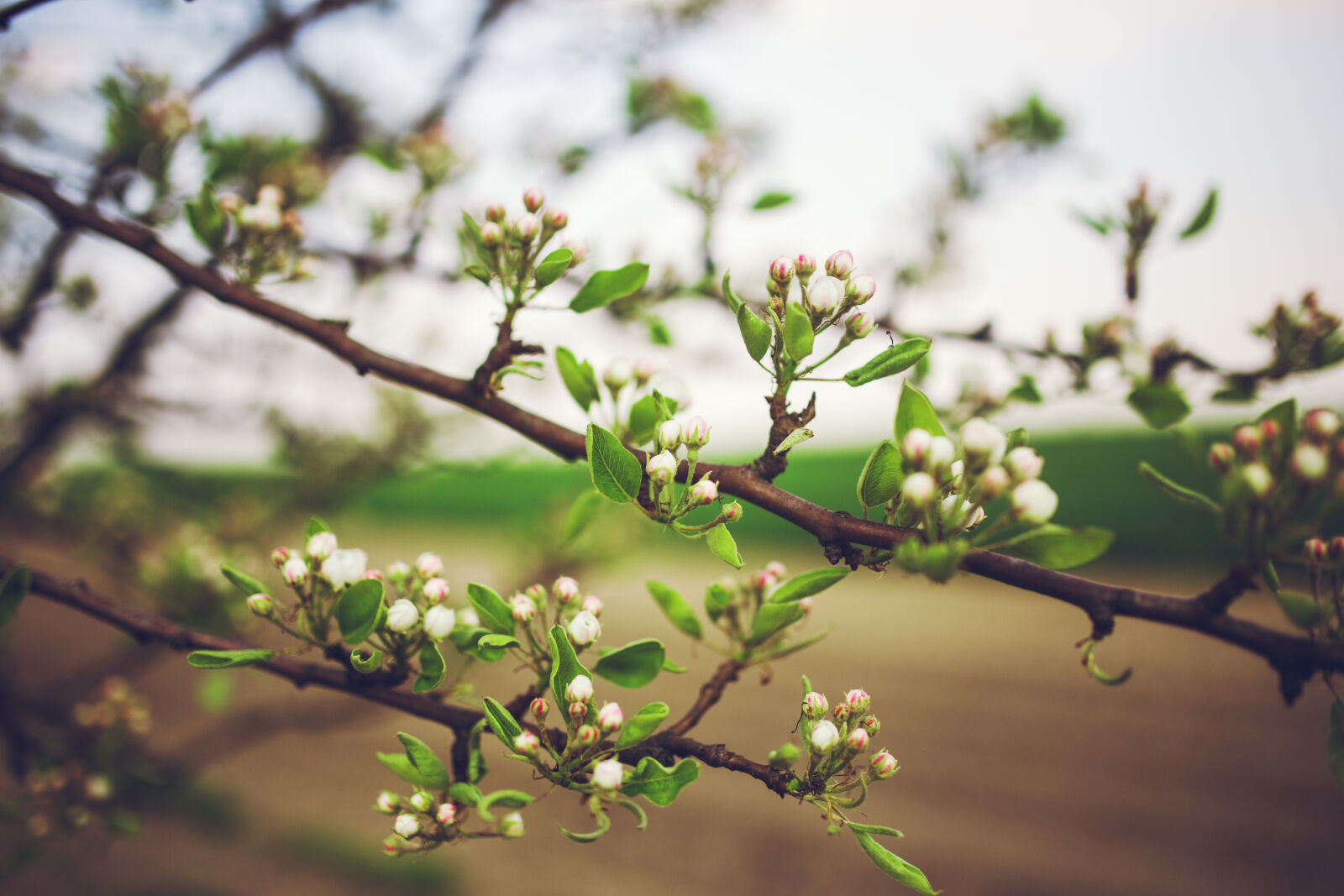 Canon EOS 6D + Sigma 35mm F1.4 DG HSM Art sample photo. Apple, tree, flowers photography