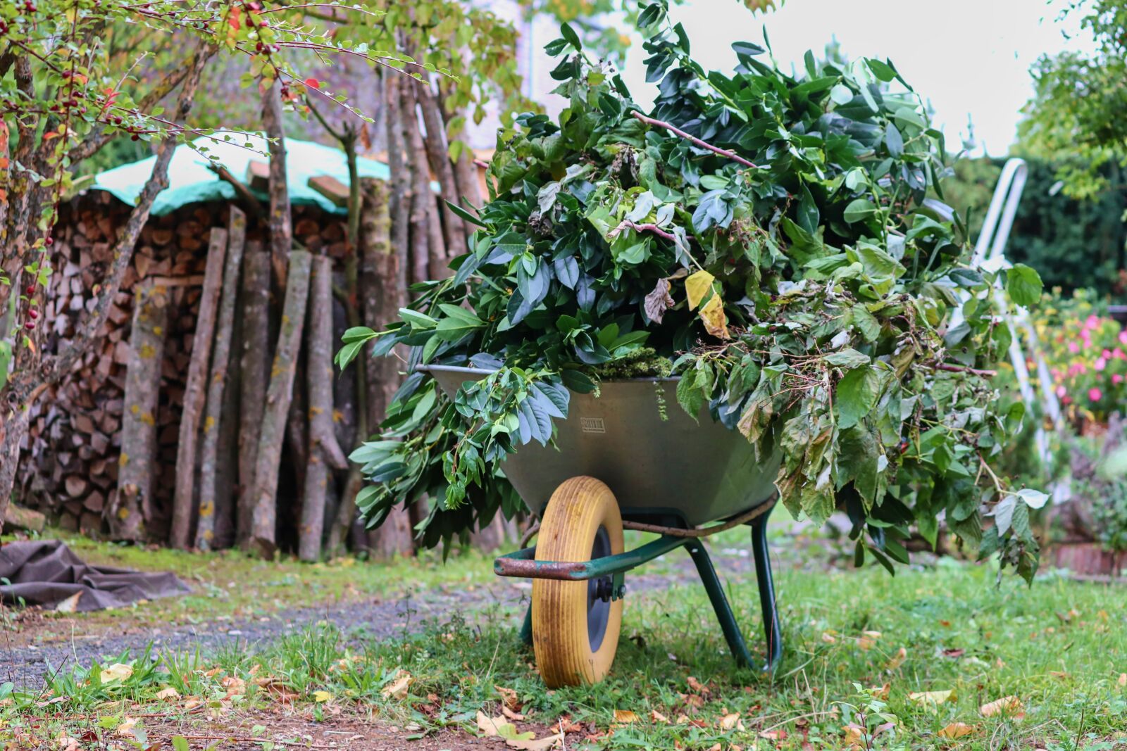 Canon EOS 200D (EOS Rebel SL2 / EOS Kiss X9) sample photo. Wheelbarrows, wheelbarrow, green cut photography
