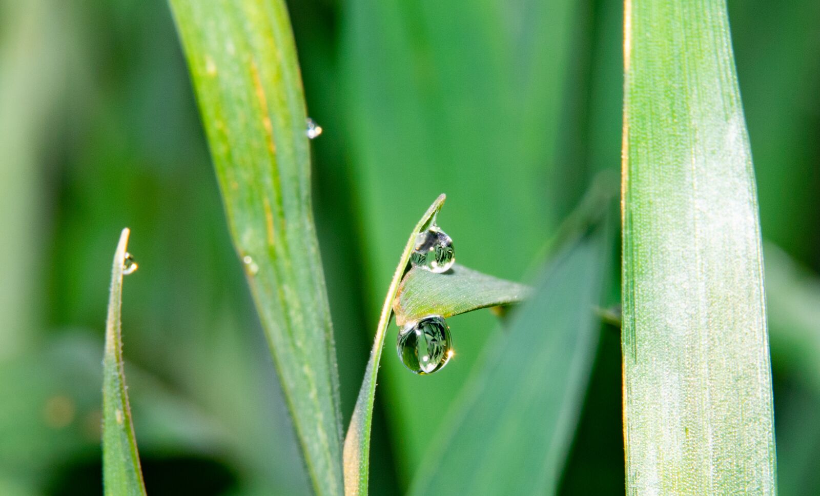Nikon D3300 sample photo. Wheat, dew, drop photography
