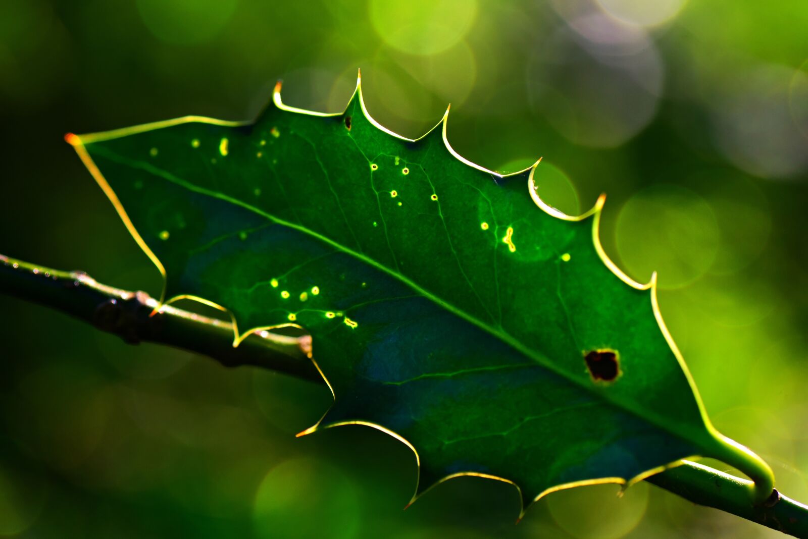 Nikon D750 sample photo. Holly leaf, plant, branch photography