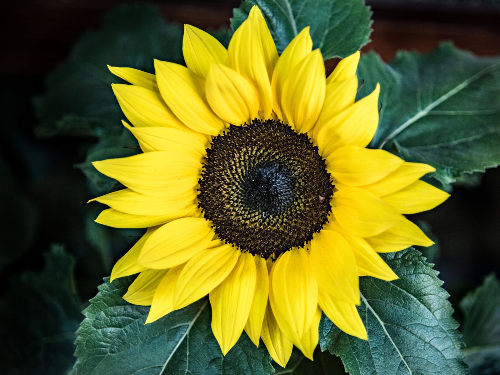 Nikon D750 sample photo. Sunflower, flower, pipes photography