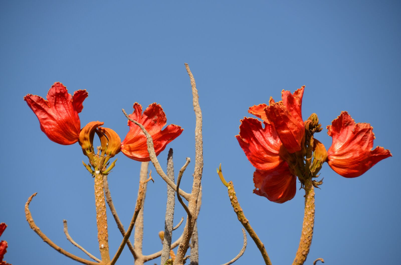 Nikon D5100 sample photo. Flowers, red, blossom photography