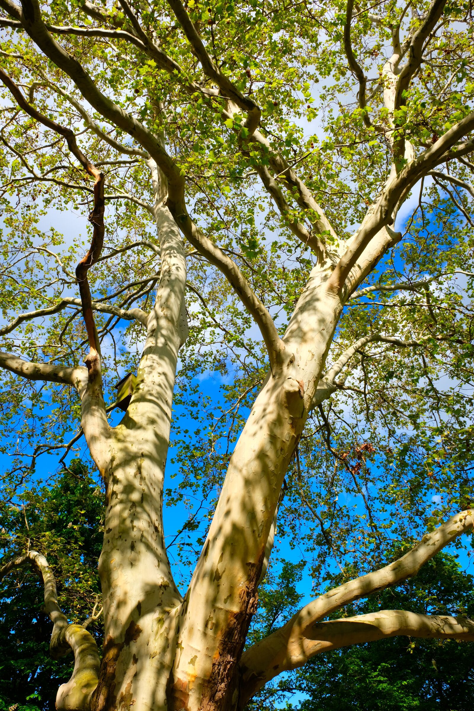 Fujifilm X-T20 sample photo. Birch, tree, nature photography
