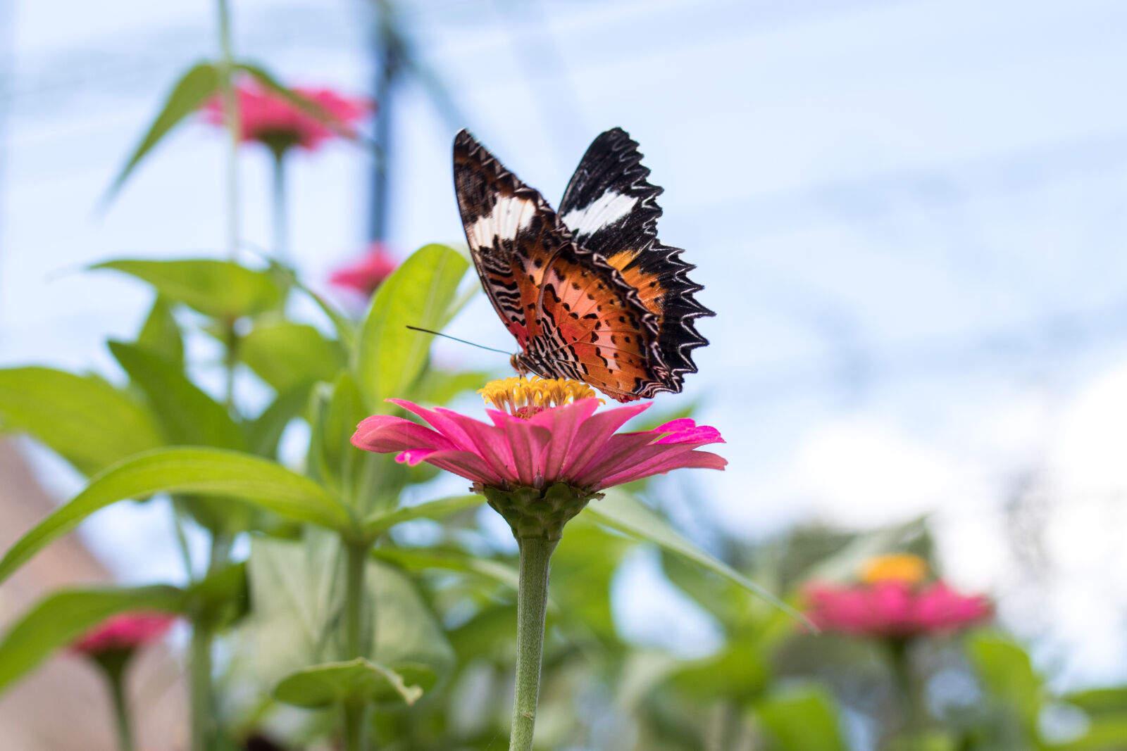 Tamron SP 35mm F1.8 Di VC USD sample photo. Animal, animal, photography, beautiful photography