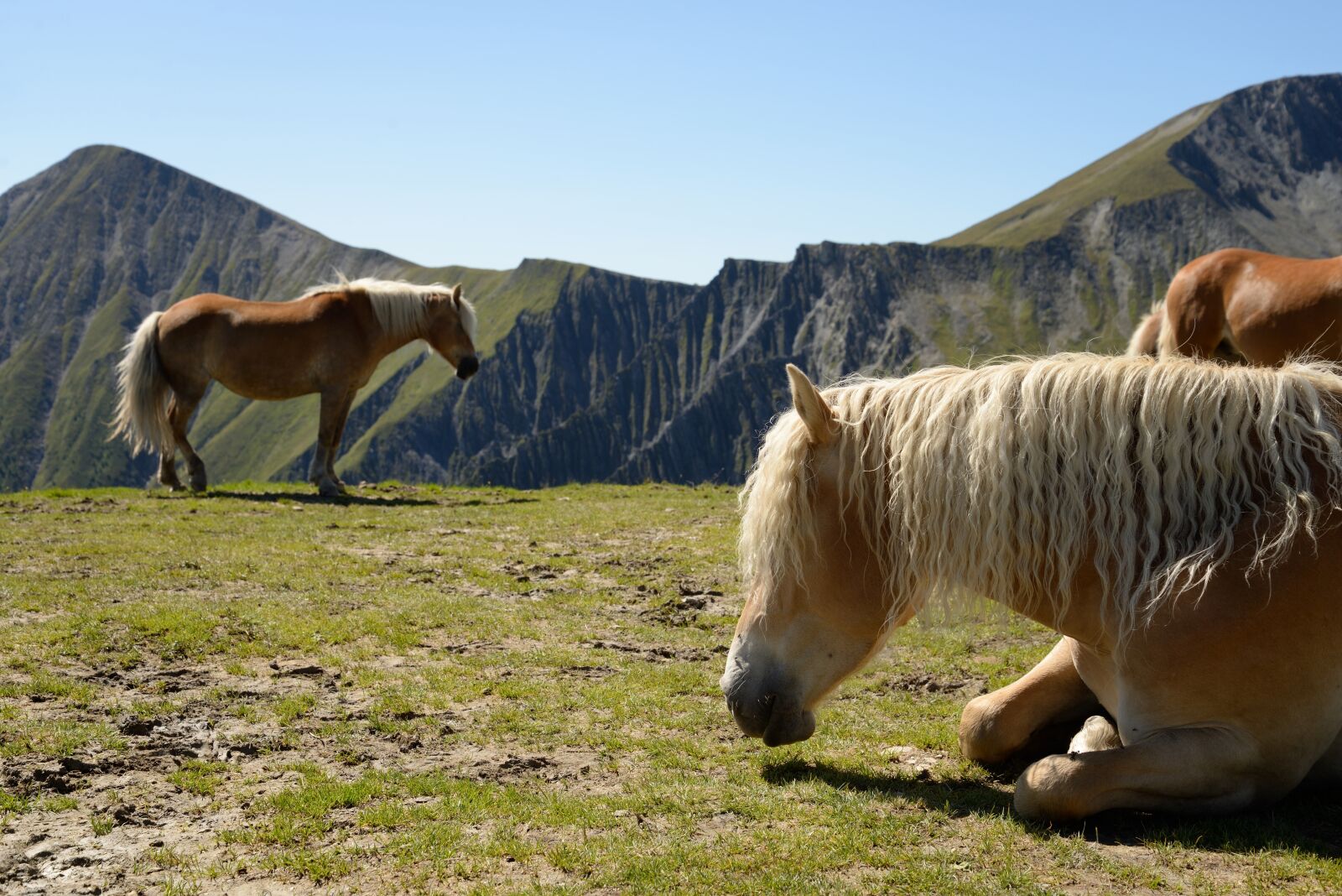 Nikon D610 sample photo. Horse, haflinger, mountain photography