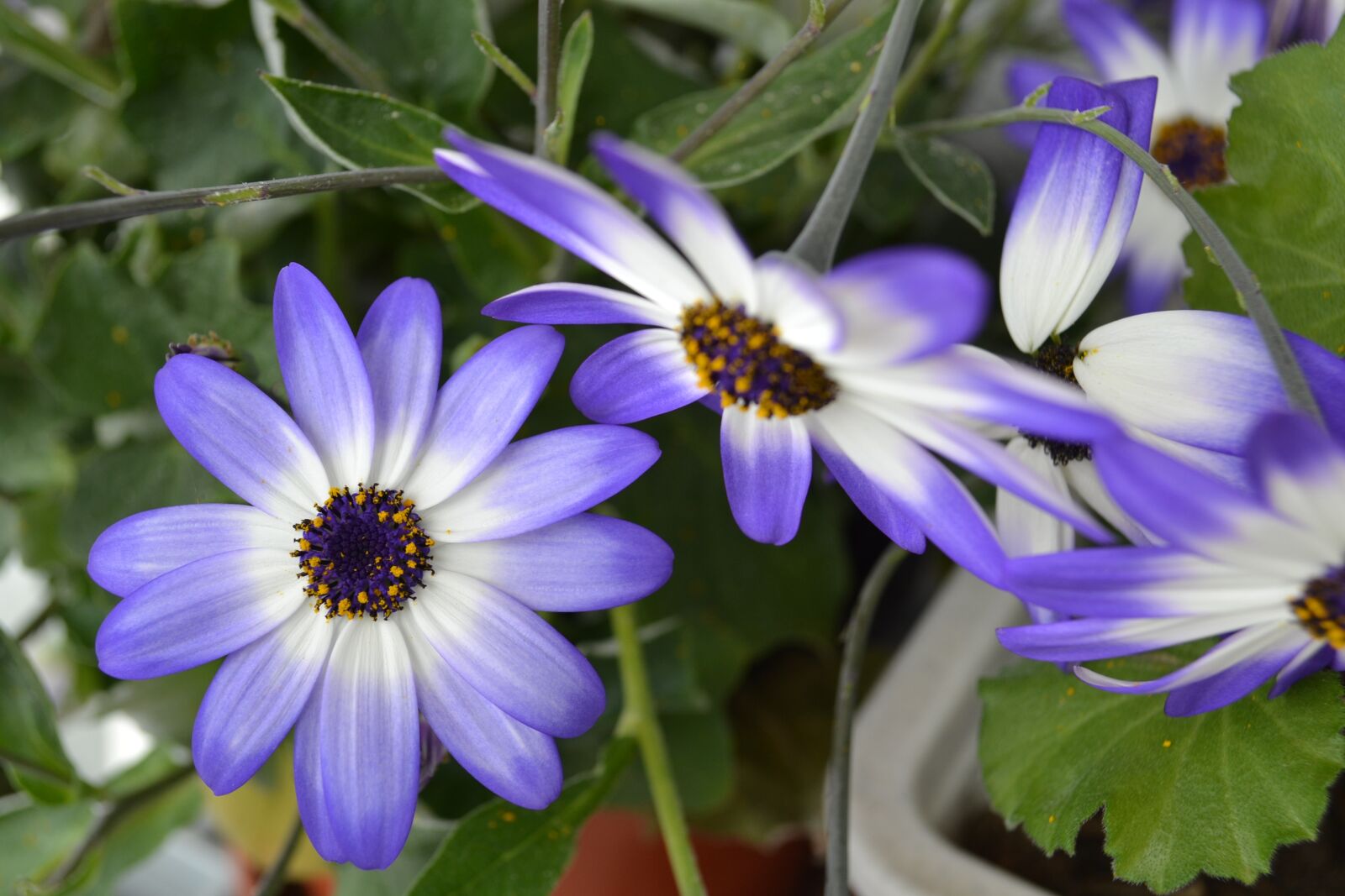 Nikon D3100 sample photo. Daisies, flowers, switzerland photography