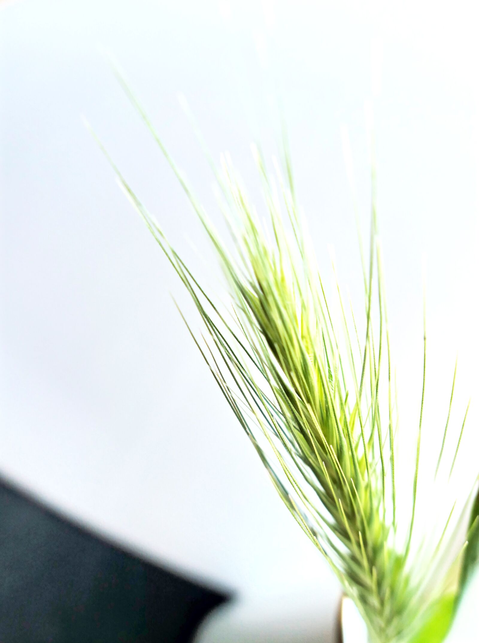 Panasonic Lumix DMC-LX10 (Lumix DMC-LX15) sample photo. Barley, grass, dune photography