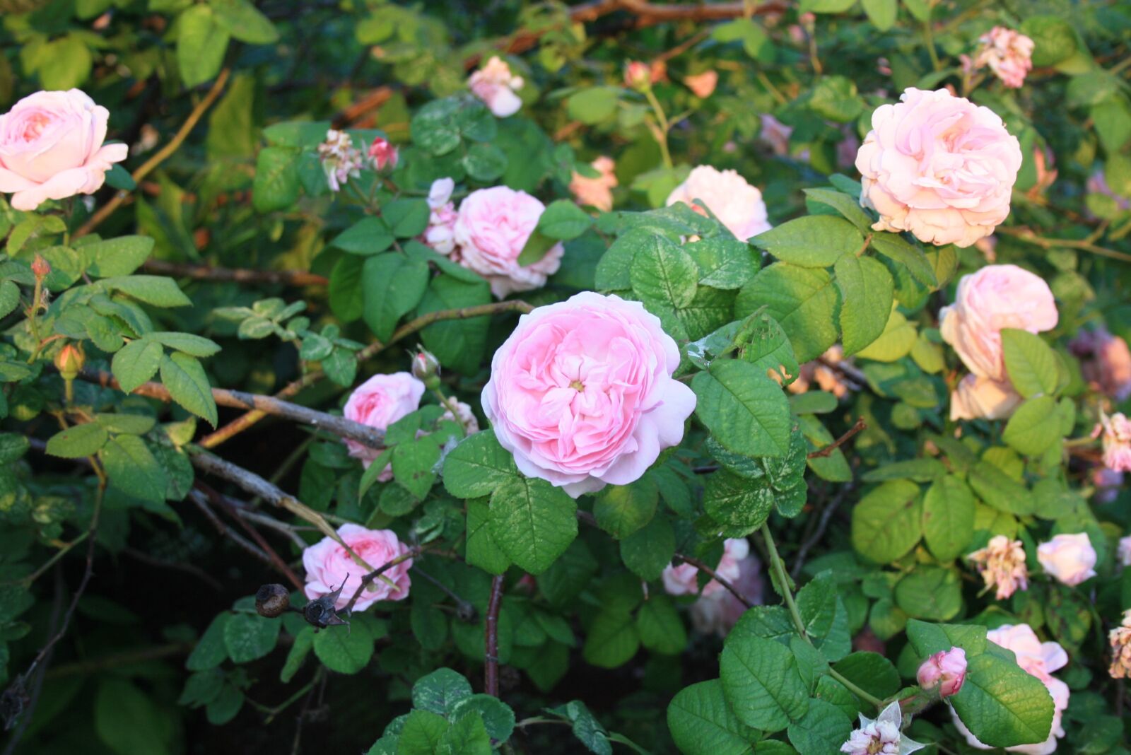Canon EOS 1000D (EOS Digital Rebel XS / EOS Kiss F) sample photo. Roses, flowers, flower bed photography