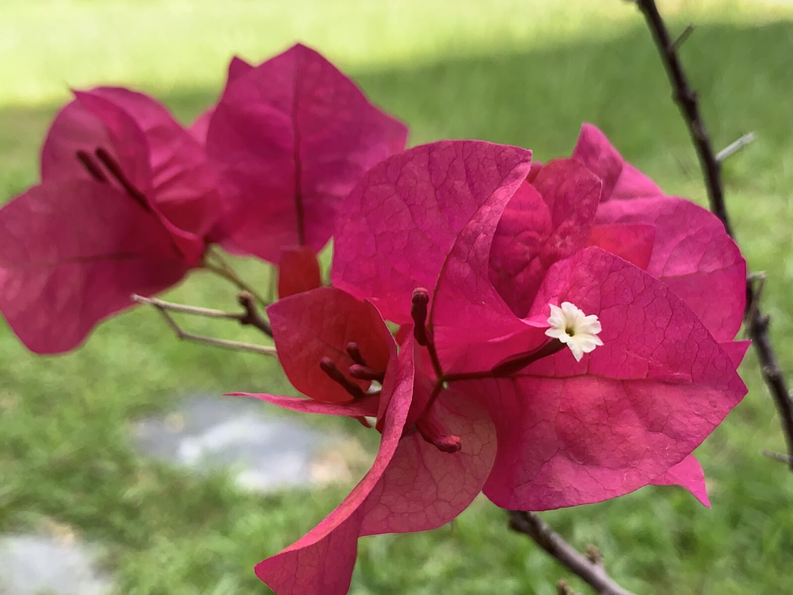 Apple iPhone XS Max + iPhone XS Max back dual camera 4.25mm f/1.8 sample photo. Bougainvillea, flower, plant photography