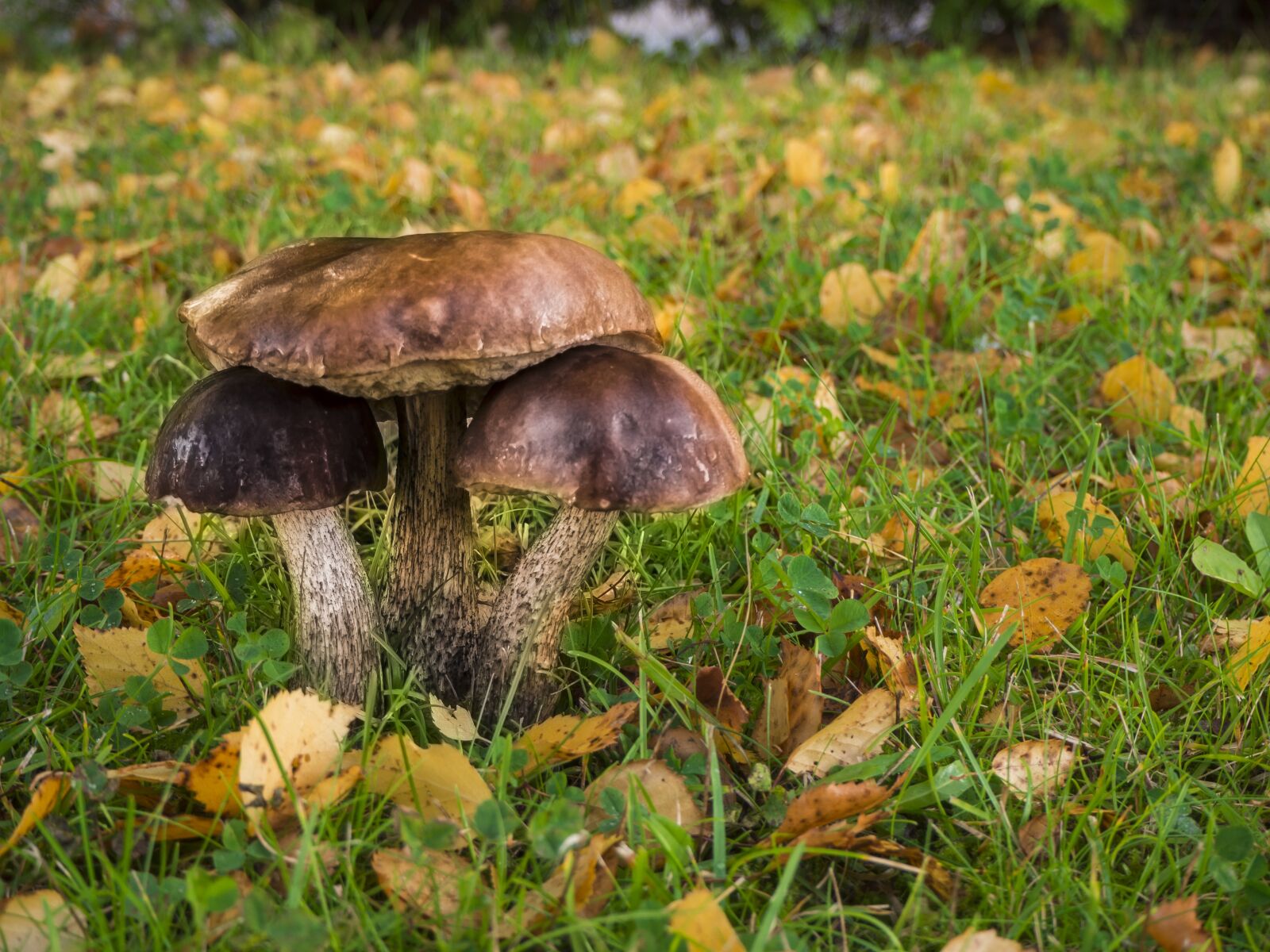 Olympus OM-D E-M10 II sample photo. Mushroom, autumn, fall photography