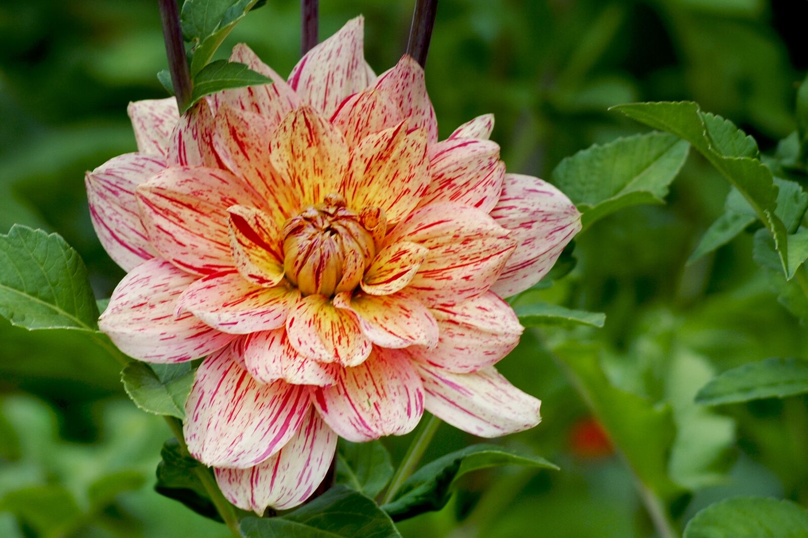 Nikon D3000 sample photo. Dahlia, flamed, autumn photography