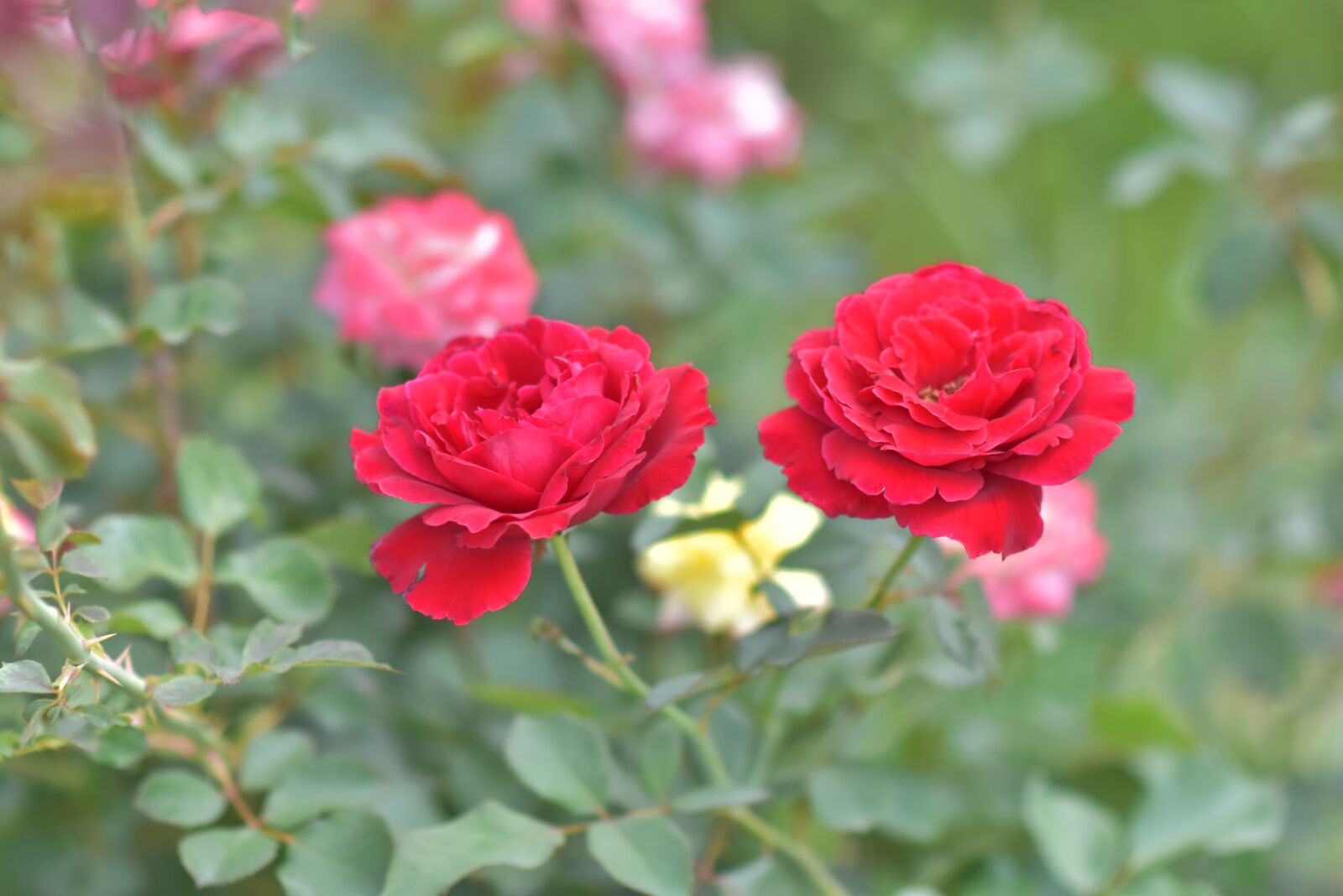 Nikon D7200 sample photo. Roses, red, nice photography