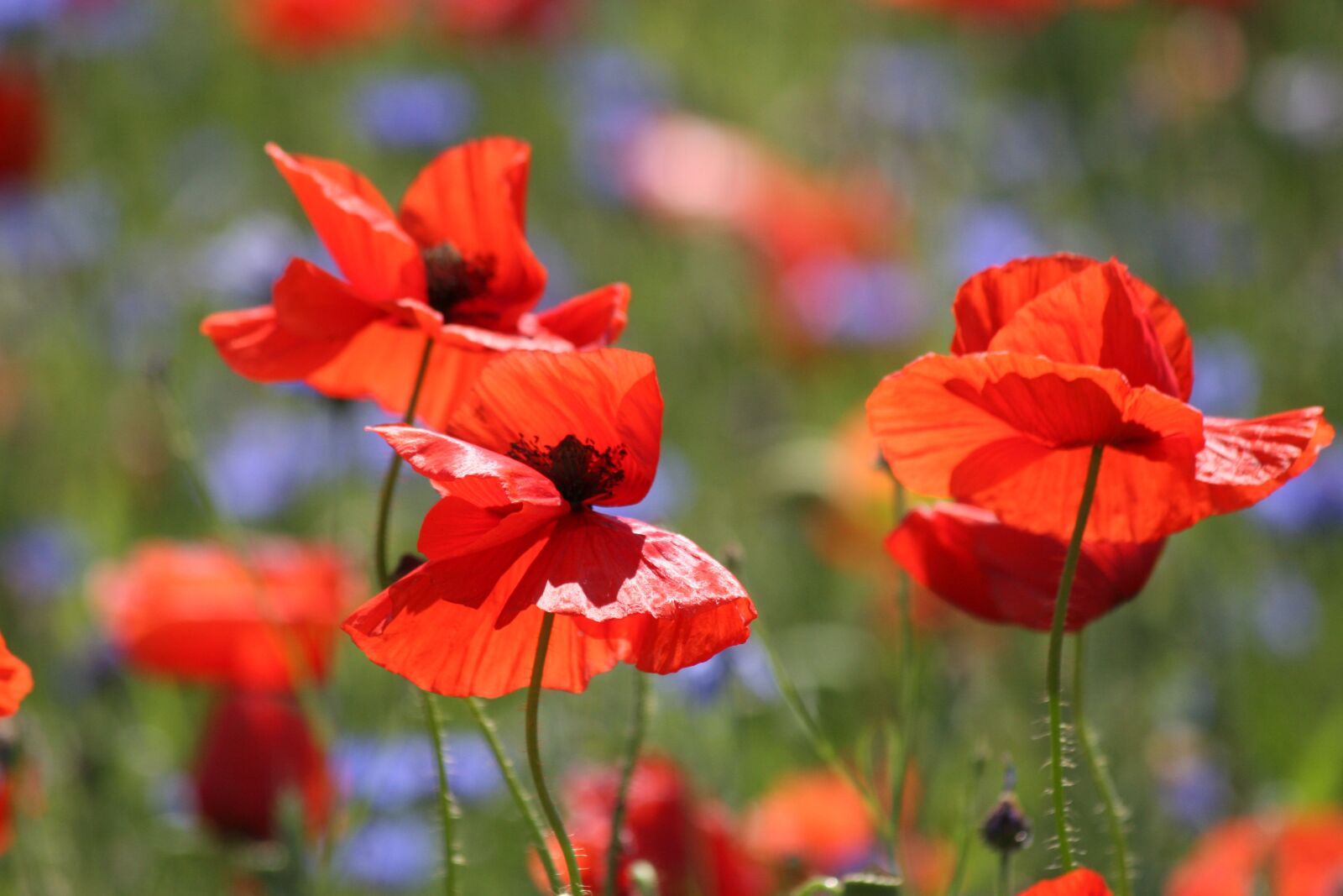 Canon EOS 30D sample photo. Poppy, summer, flowers photography
