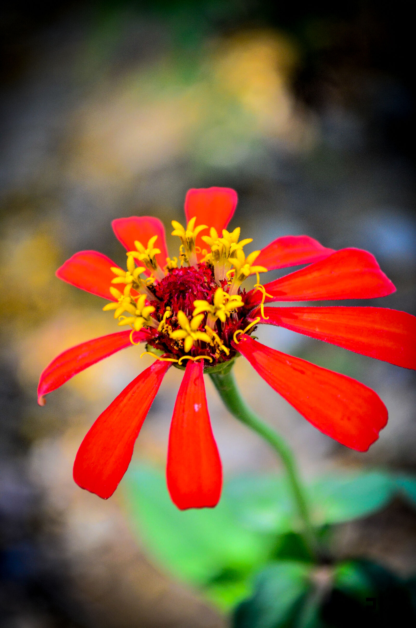 Nikon D5100 sample photo. Close, up, view, flower photography