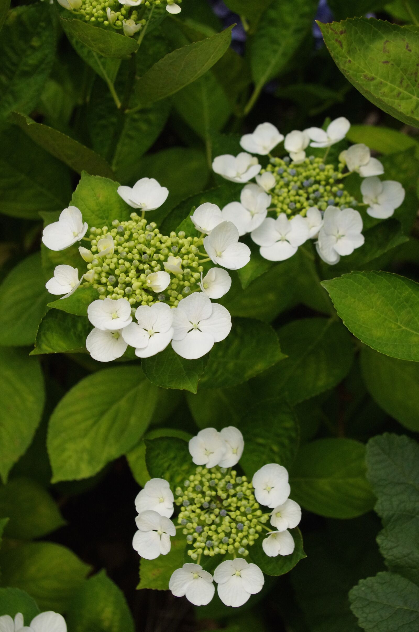 Pentax K-r sample photo. Hydrangea, flower, bloom photography