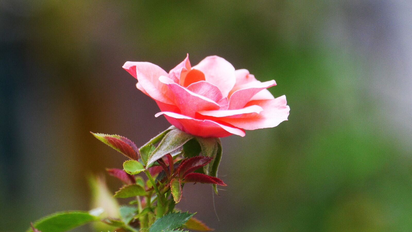 Panasonic Lumix DMC-GH3 sample photo. Flowers, pink, nature photography