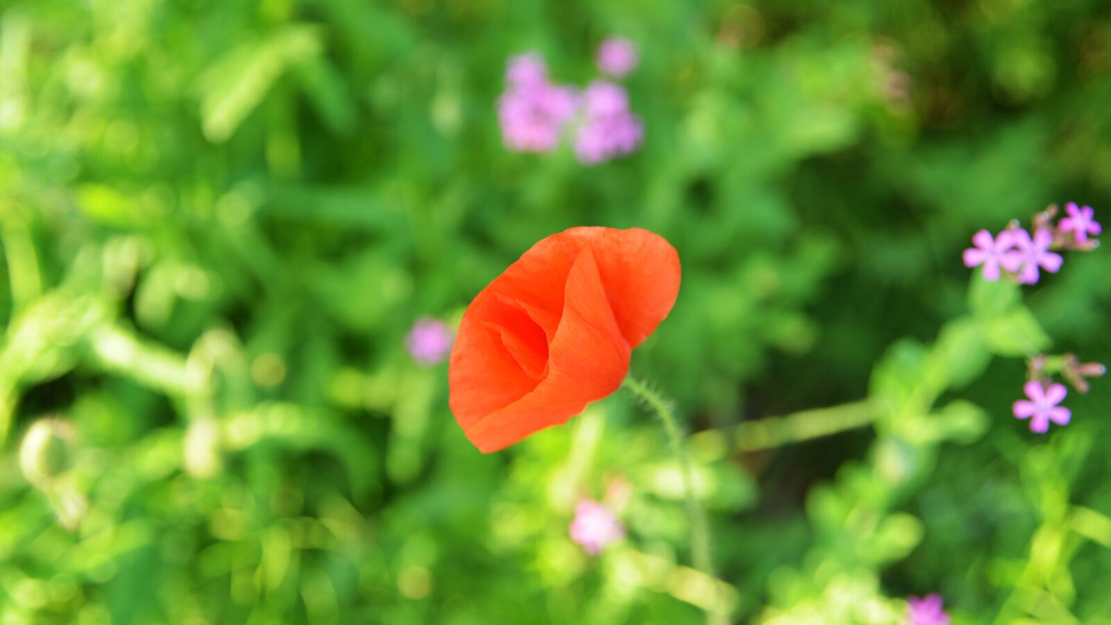 Nikon D800 sample photo. Poppy, flowers, spring photography