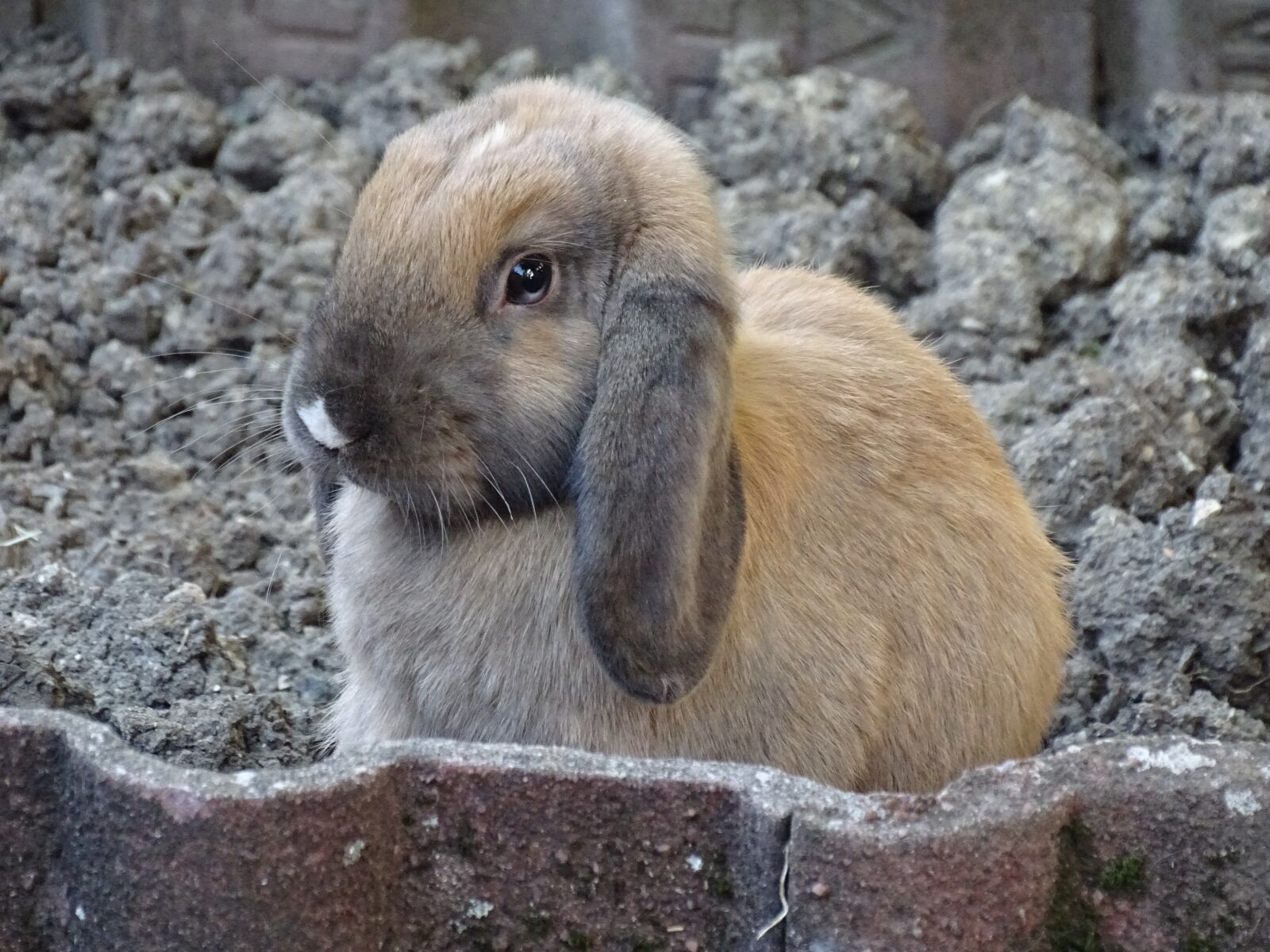 Sony Cyber-shot DSC-HX350 sample photo. Dwarf aries, hare, long photography