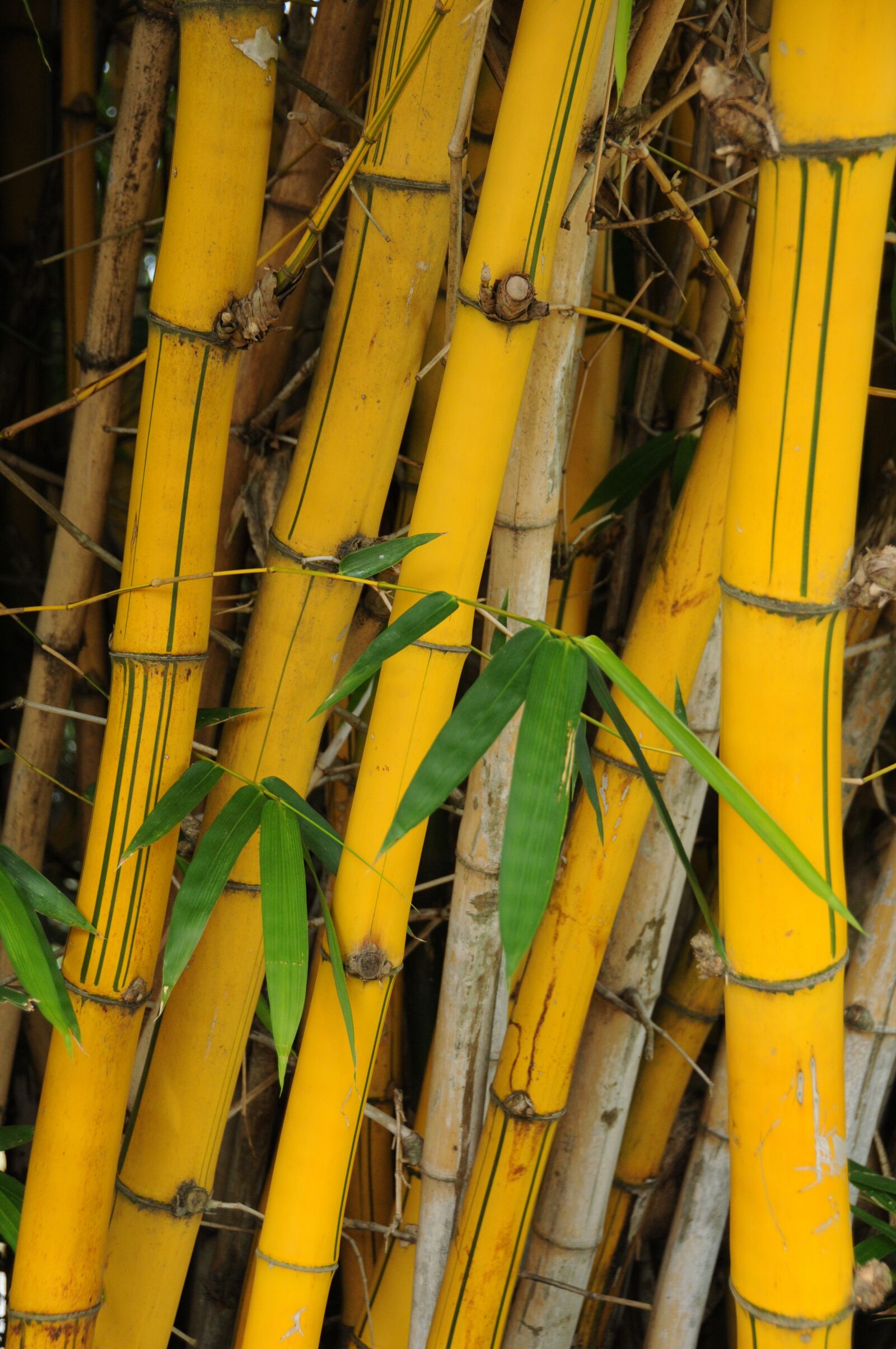 Nikon D300 sample photo. Bamboo, yellow, green photography