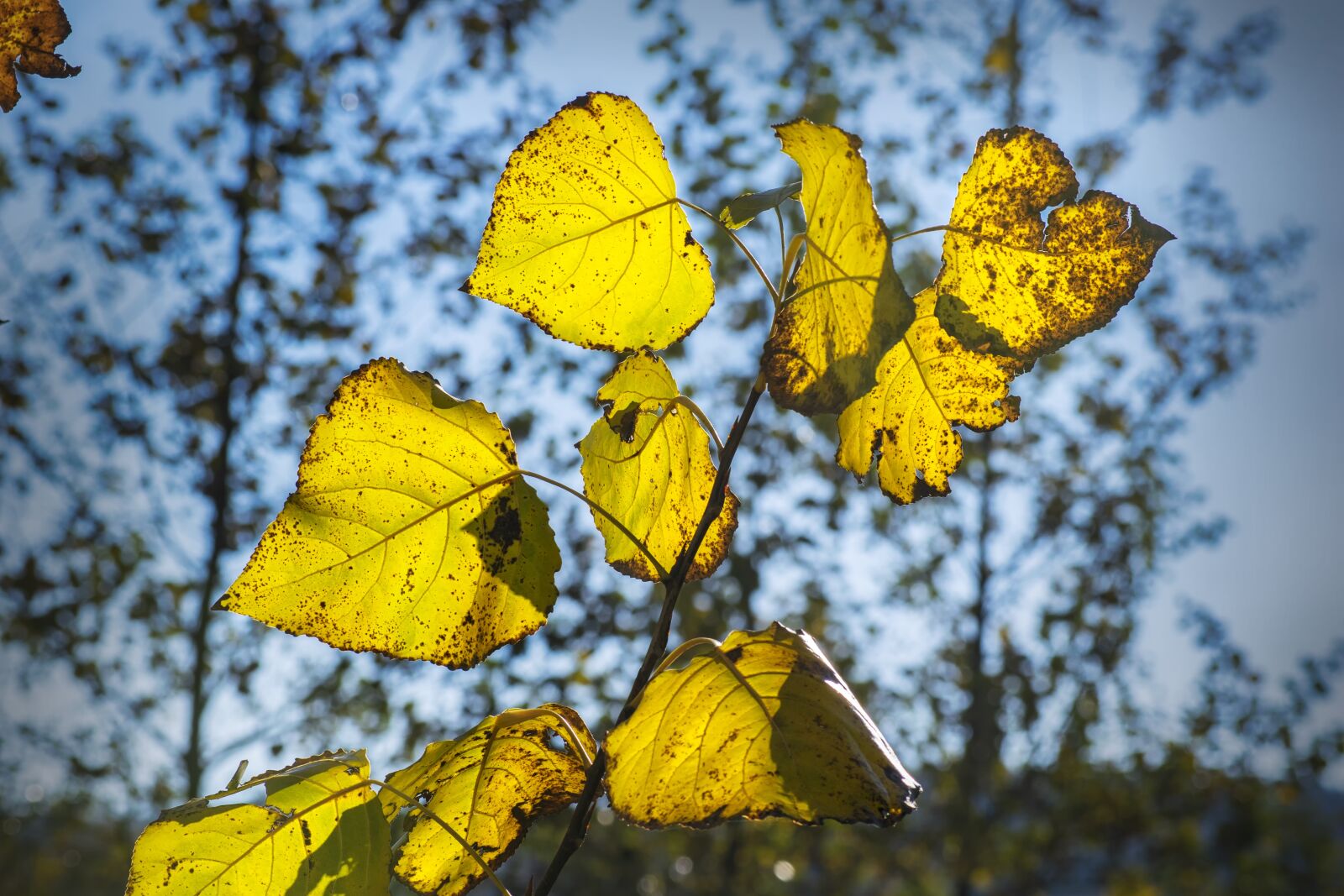 Nikon D3300 sample photo. Leaves, autumn, nature photography