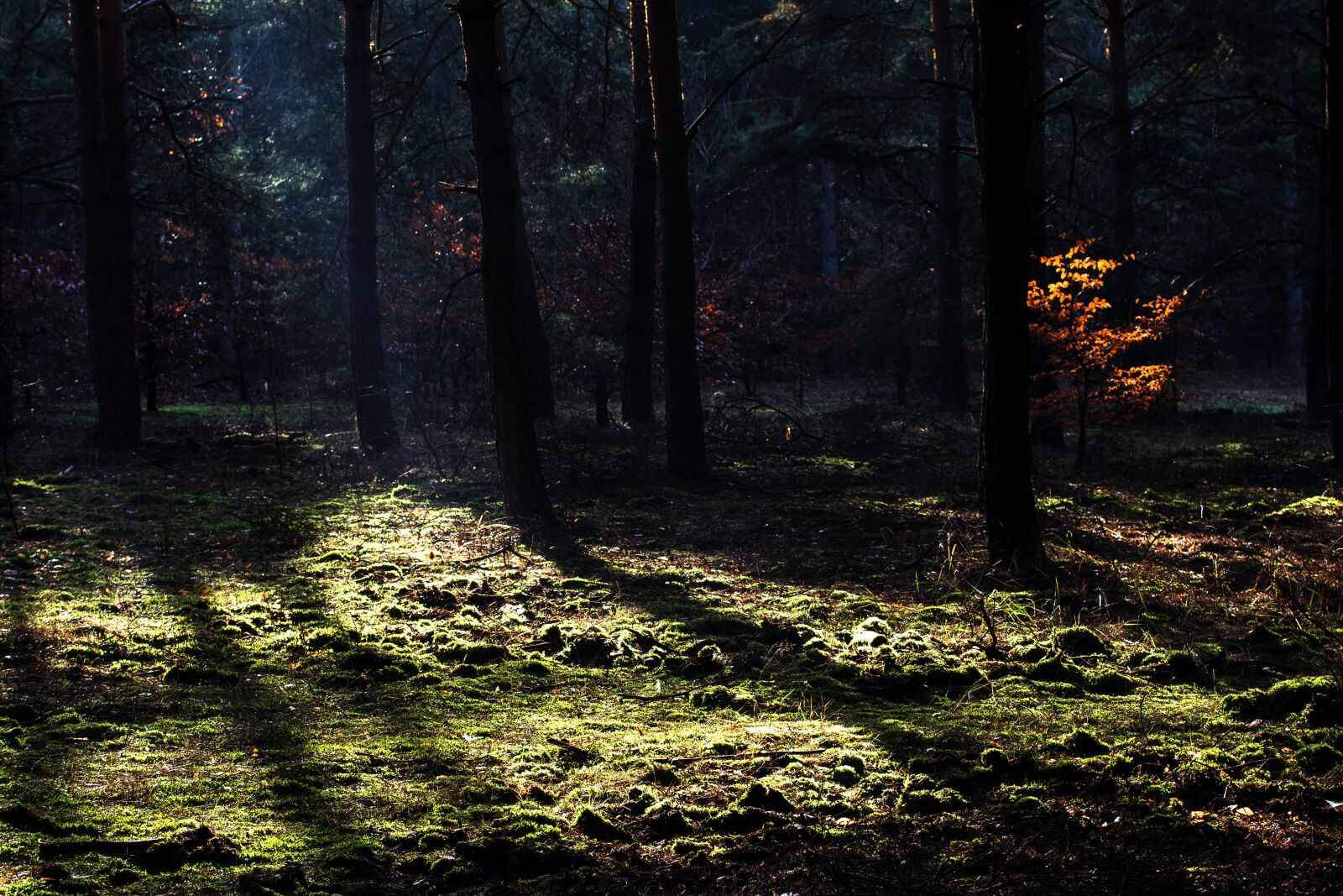 Canon EF-S 60mm F2.8 Macro USM sample photo. Forest, autumn, light photography