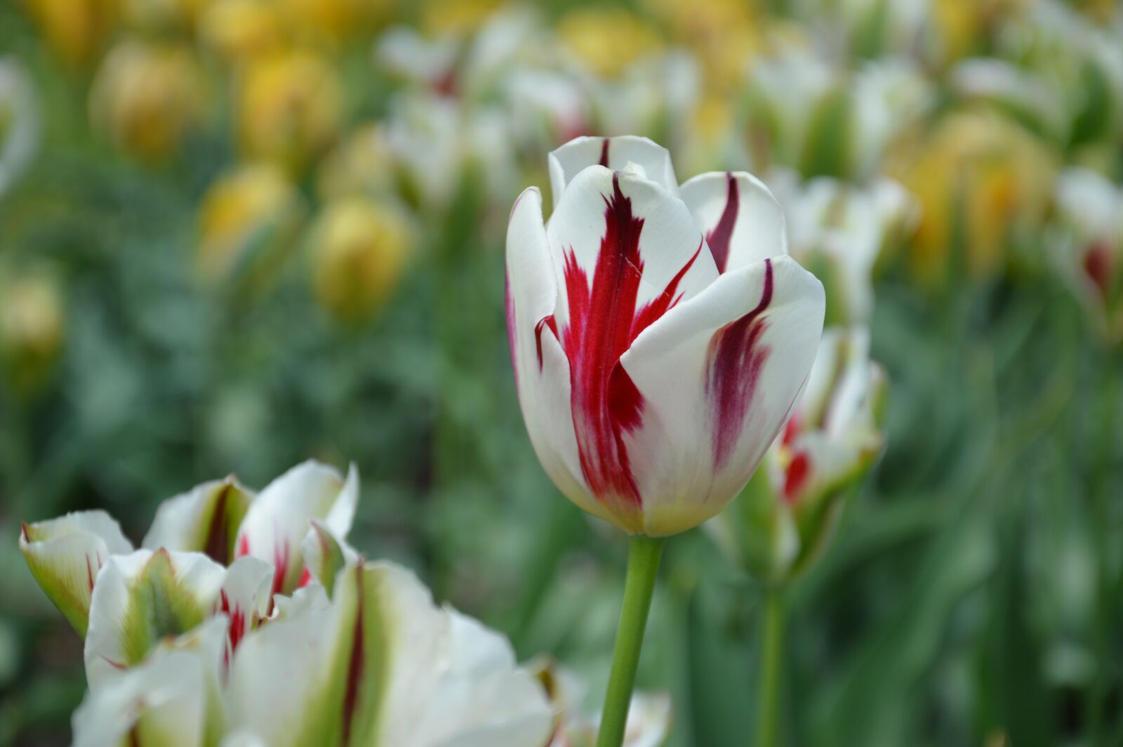 Nikon D3200 sample photo. Tulip, tulips, flowers photography