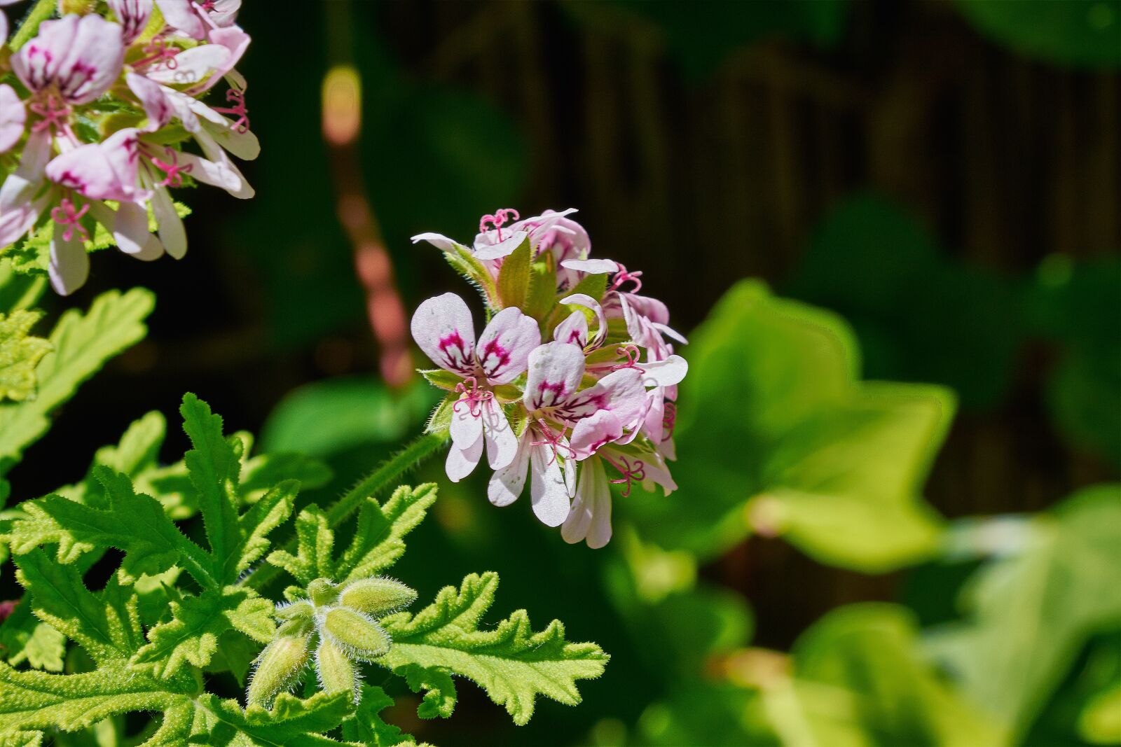 Nikon D7200 sample photo. Geranium lemon, flower, garden photography
