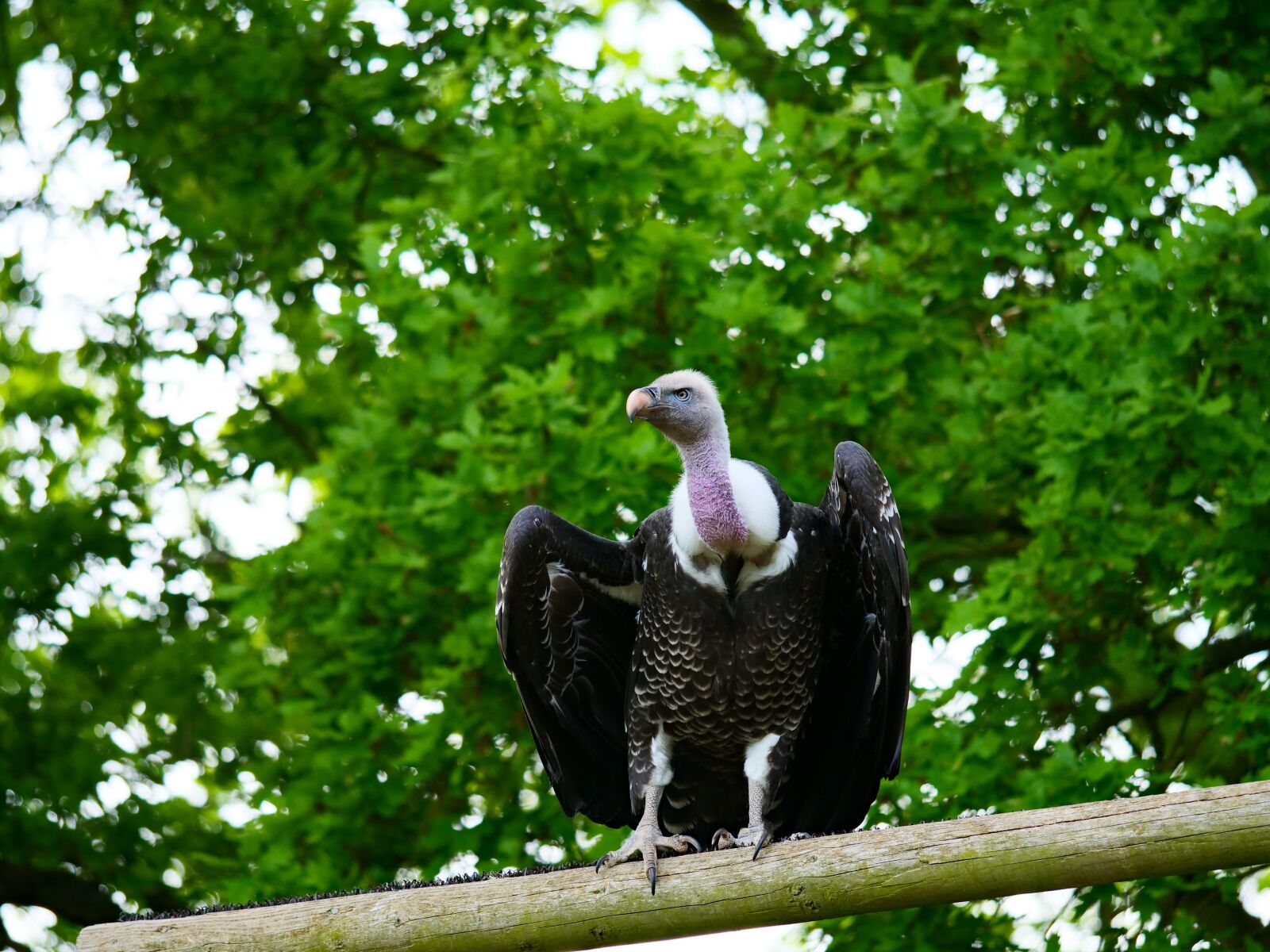 Panasonic Lumix DC-G9 sample photo. Ruppell's vulture, vulture, bird photography