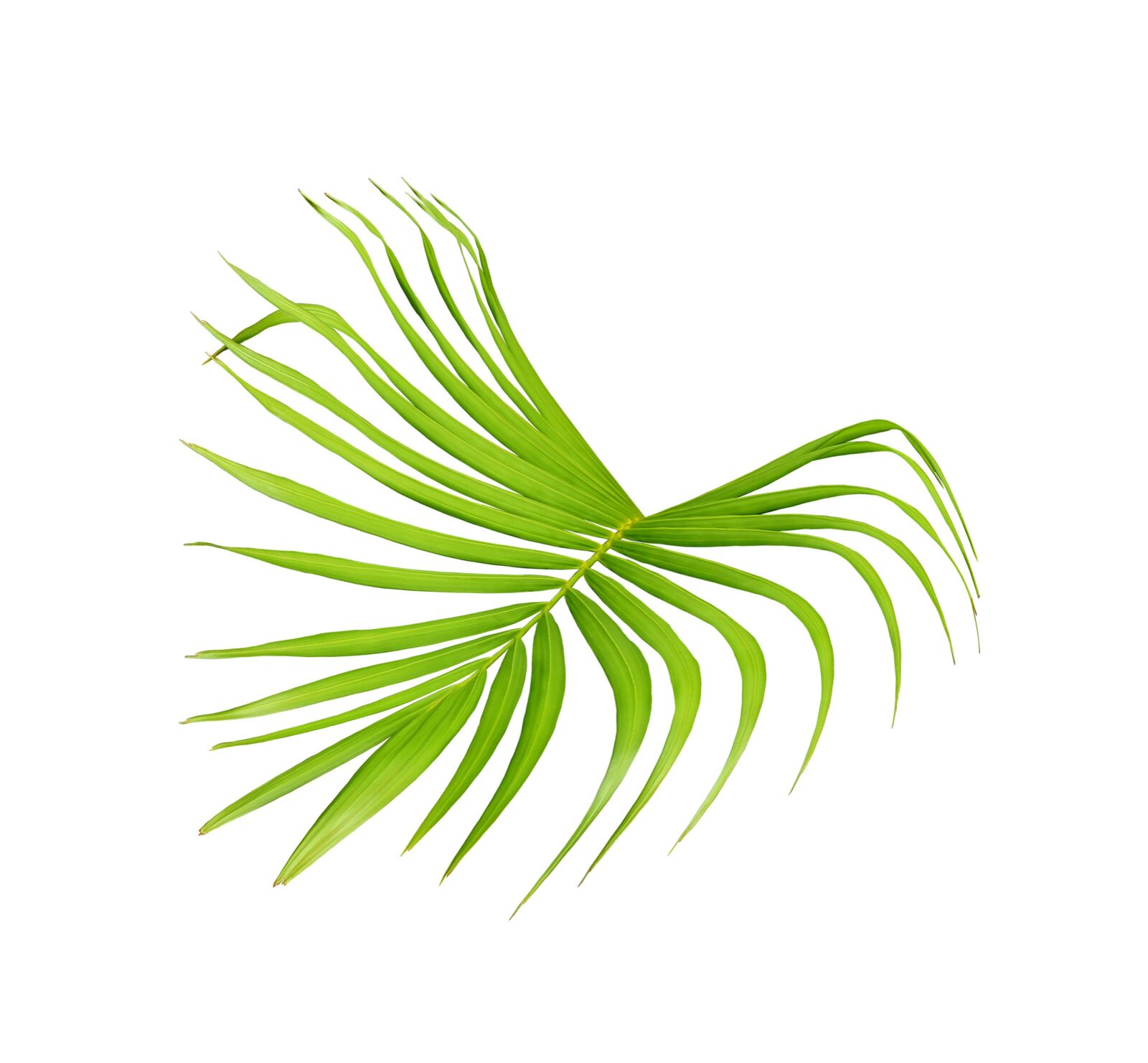 Canon EOS 700D (EOS Rebel T5i / EOS Kiss X7i) sample photo. Palm, leaf, green photography