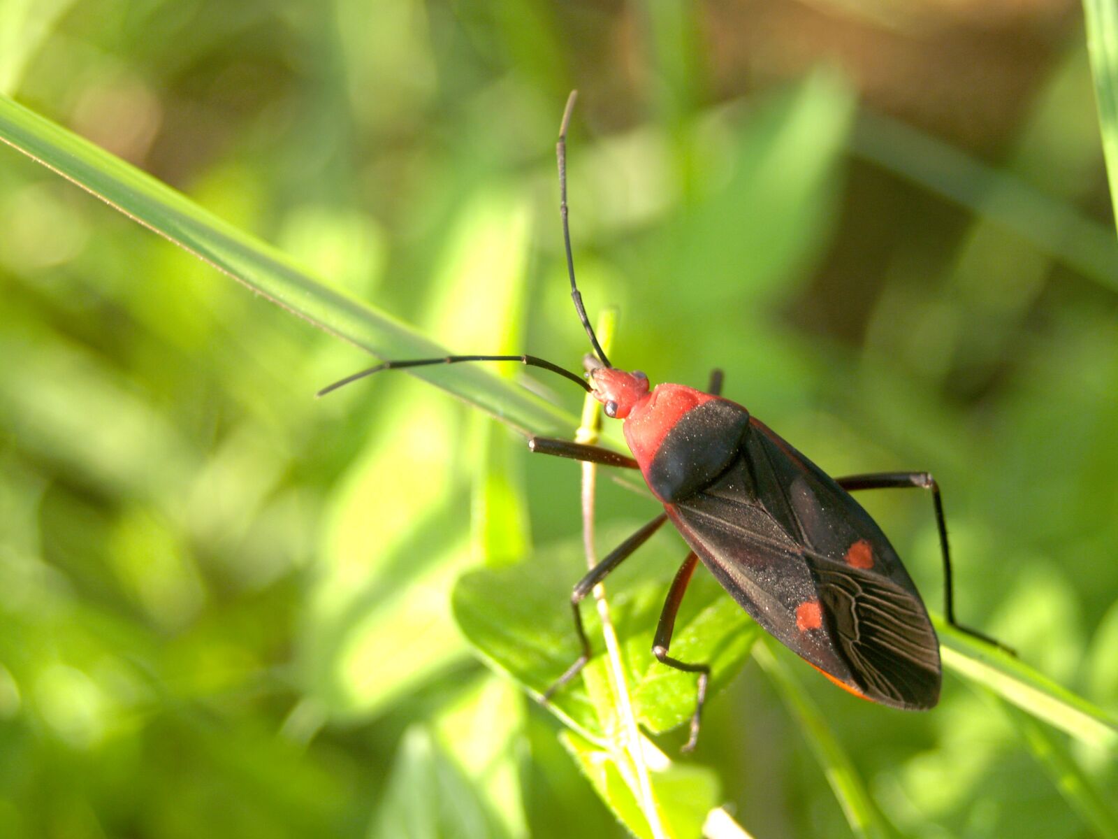 Olympus E-300 (EVOLT E-300) sample photo. Bug, colorful, rain photography