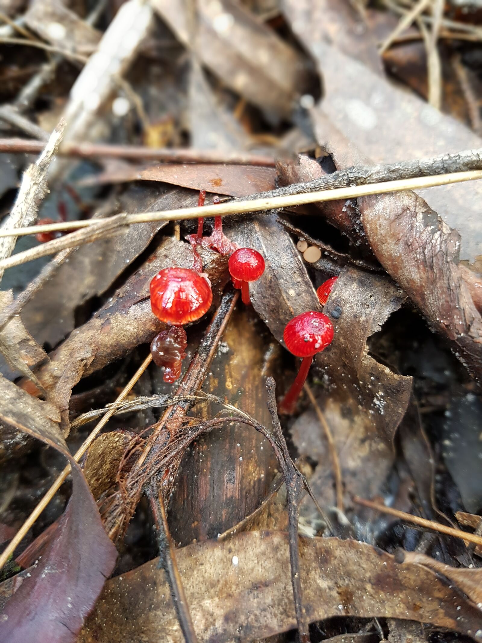 Samsung Galaxy S7 sample photo. Forest, mushroom, fungi, ground photography