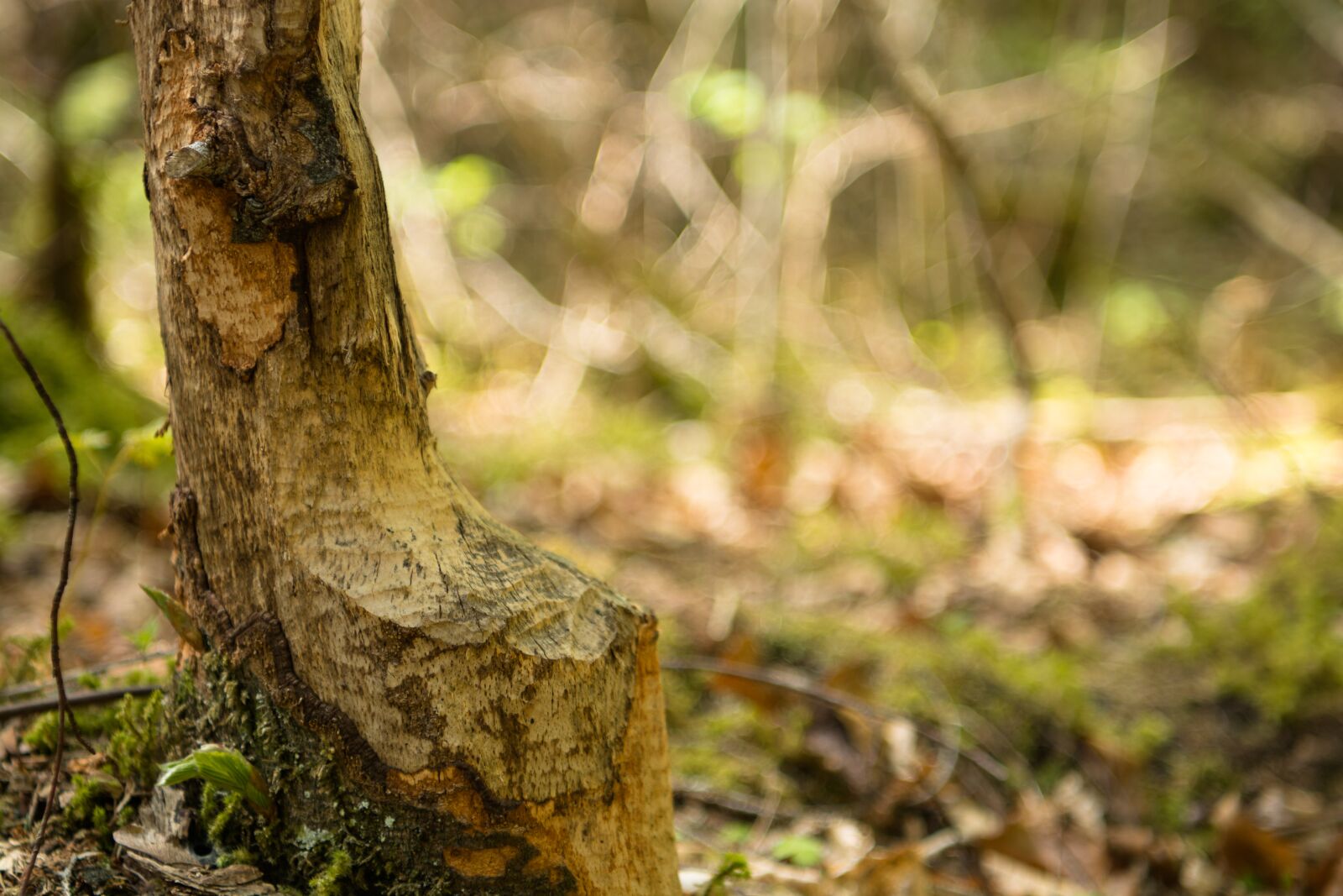 Nikon D7100 sample photo. Nature, wood, forest photography