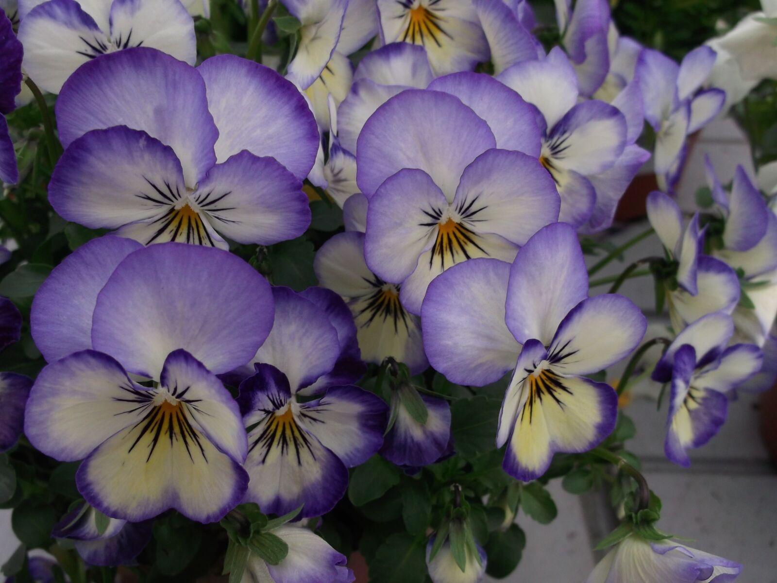 Fujifilm FinePix AX300 sample photo. Violas, violet, flower photography