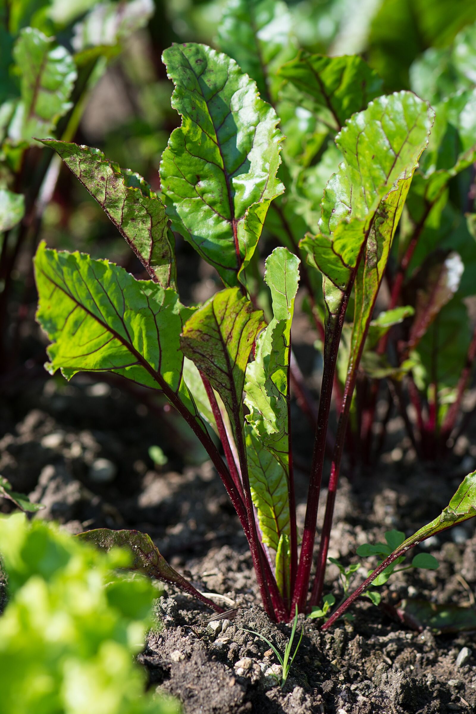 Nikon D7100 sample photo. Beetroot, beet, the edge photography