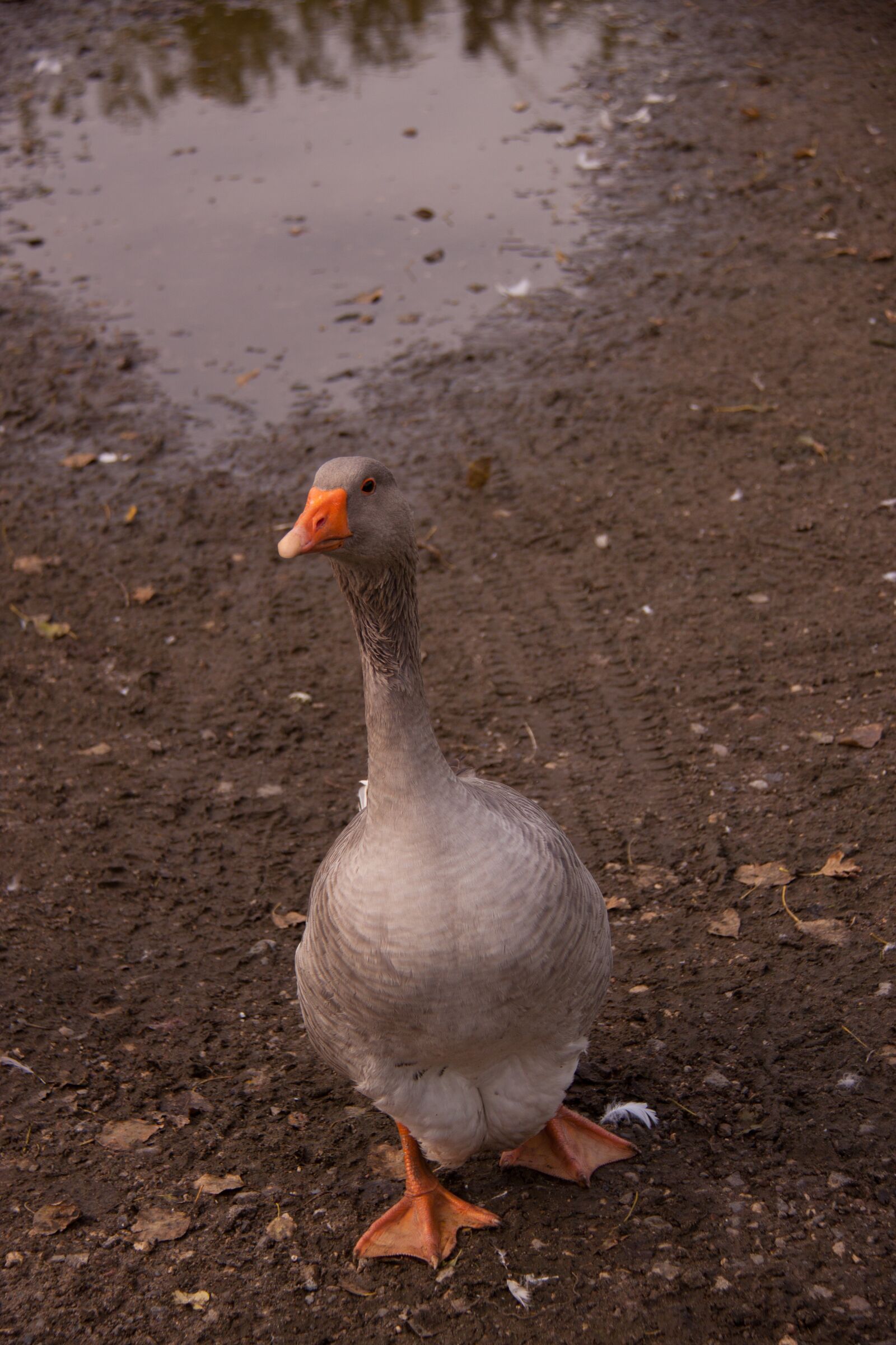 Canon EOS 50D sample photo. Single, goose, bird photography
