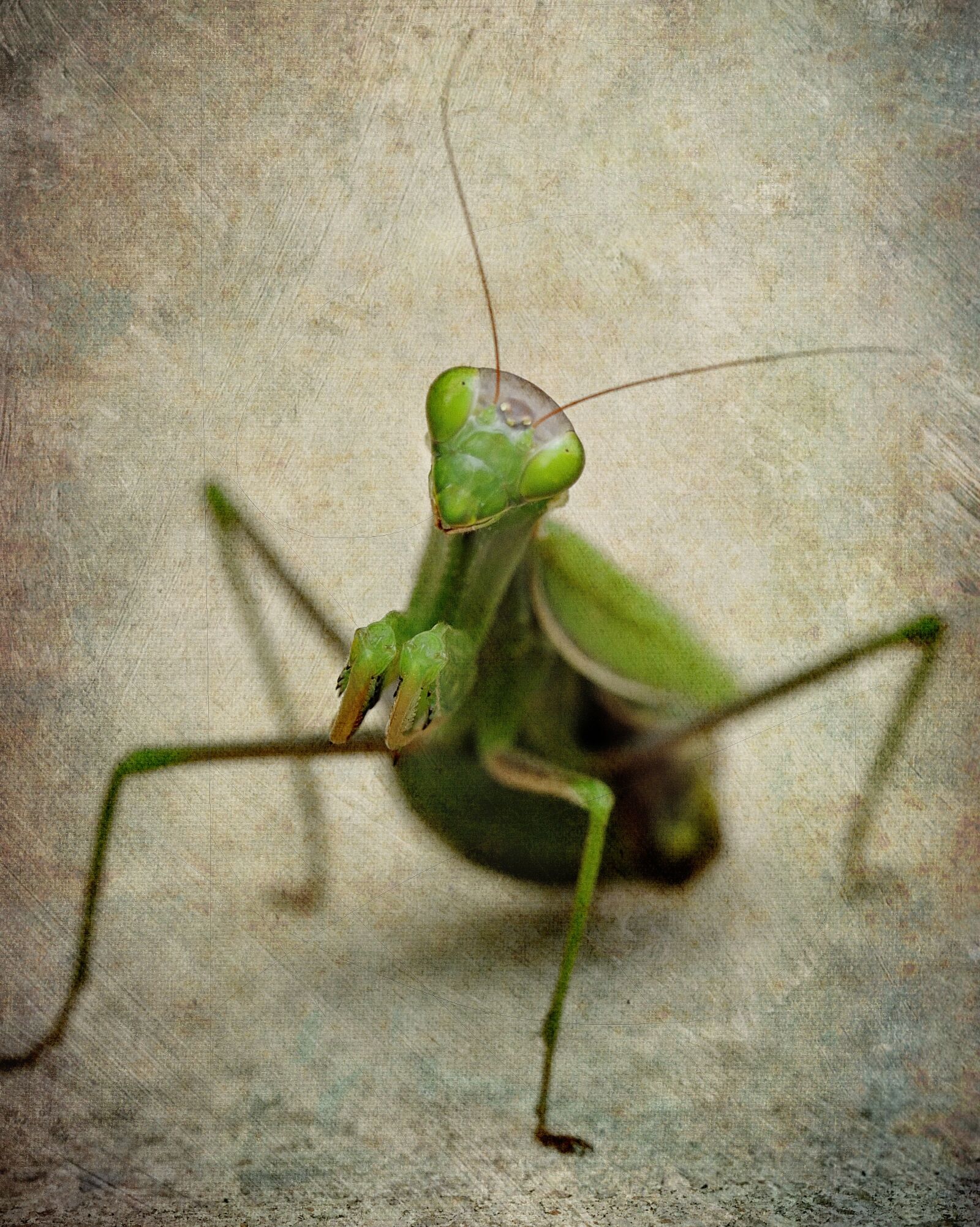 Nikon D700 sample photo. Mantis, insect, female photography