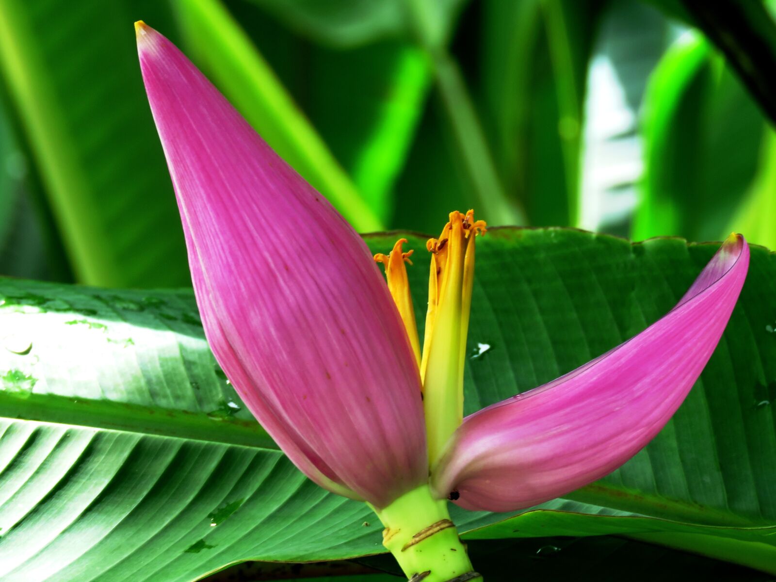 Canon PowerShot SX60 HS sample photo. Banana flower, pink, flower photography