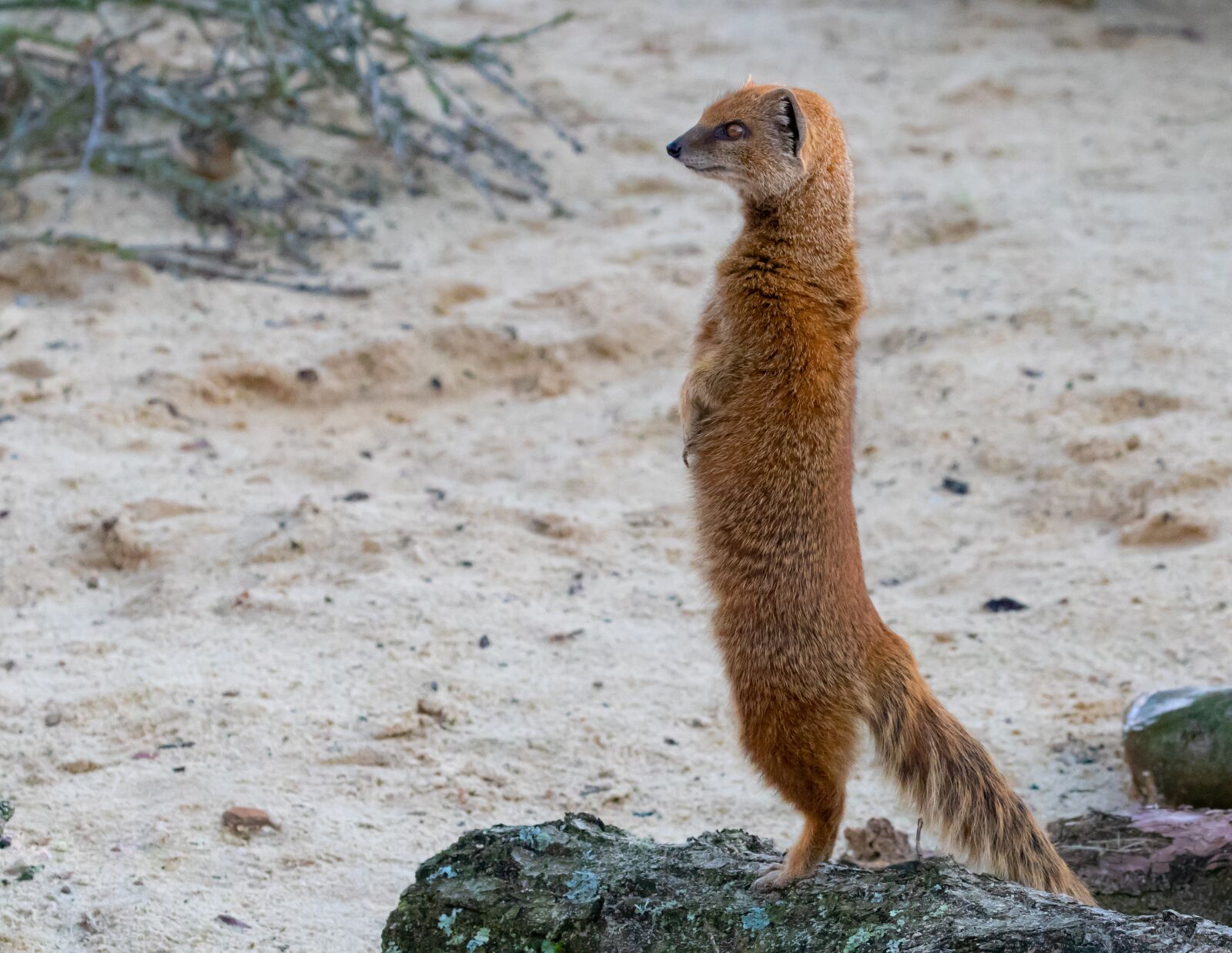 Canon EOS 7D Mark II sample photo. Mongoose, watching, meerkat photography