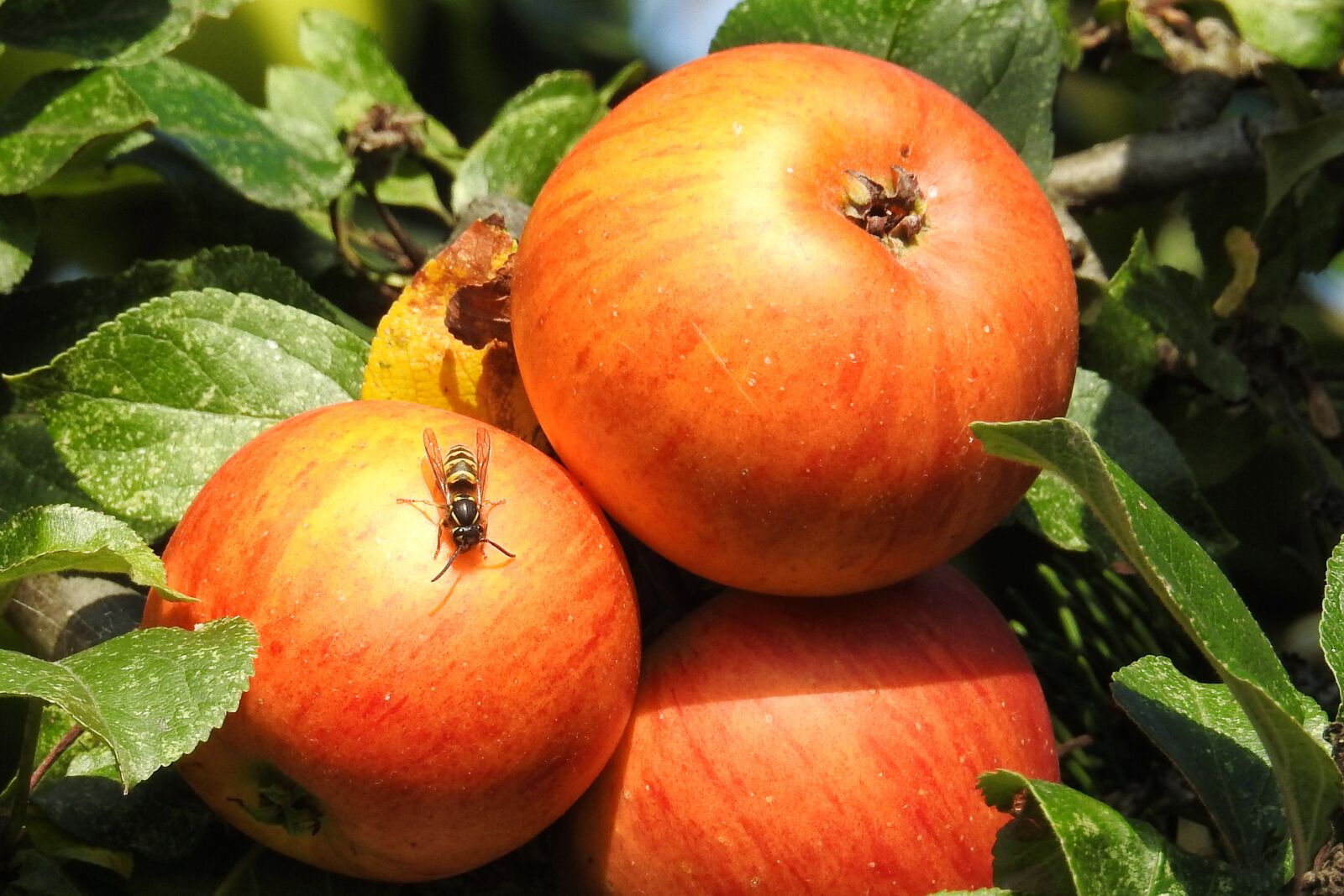 Nikon Coolpix P900 sample photo. Apple, apple tree, red photography