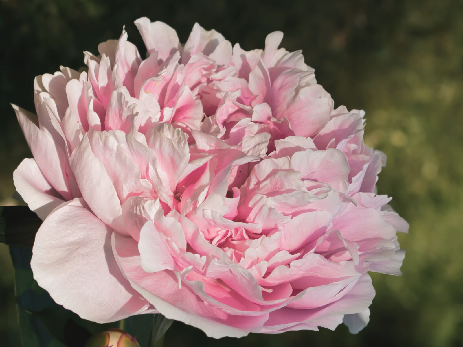 Nikon D3400 sample photo. Peony, romantic, petals photography